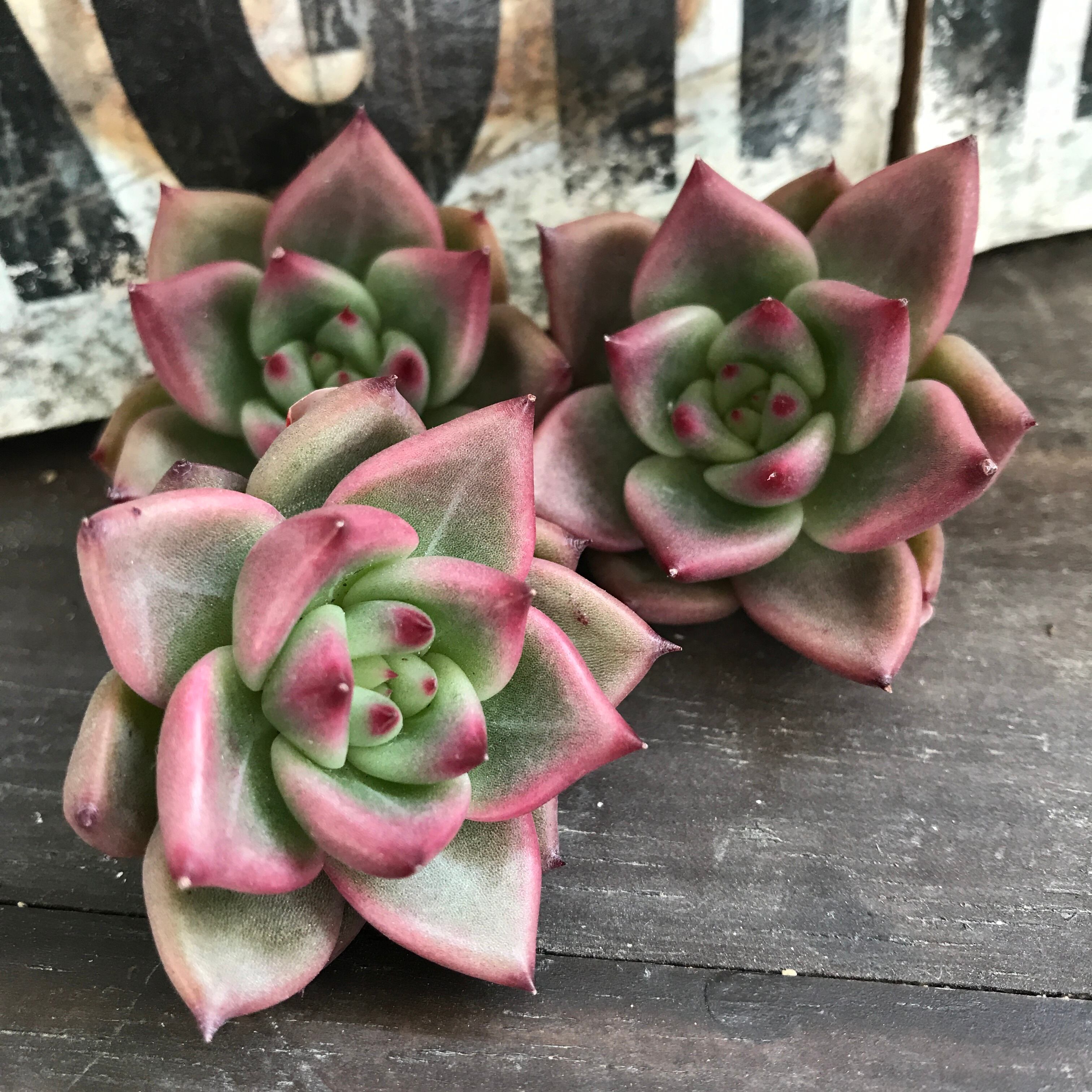 ハニーピンク 多肉植物 ロミィの多肉屋さん