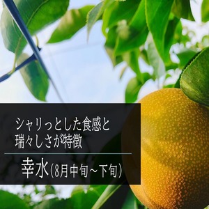 幸水梨 3kg(6～8個入) 送料込み