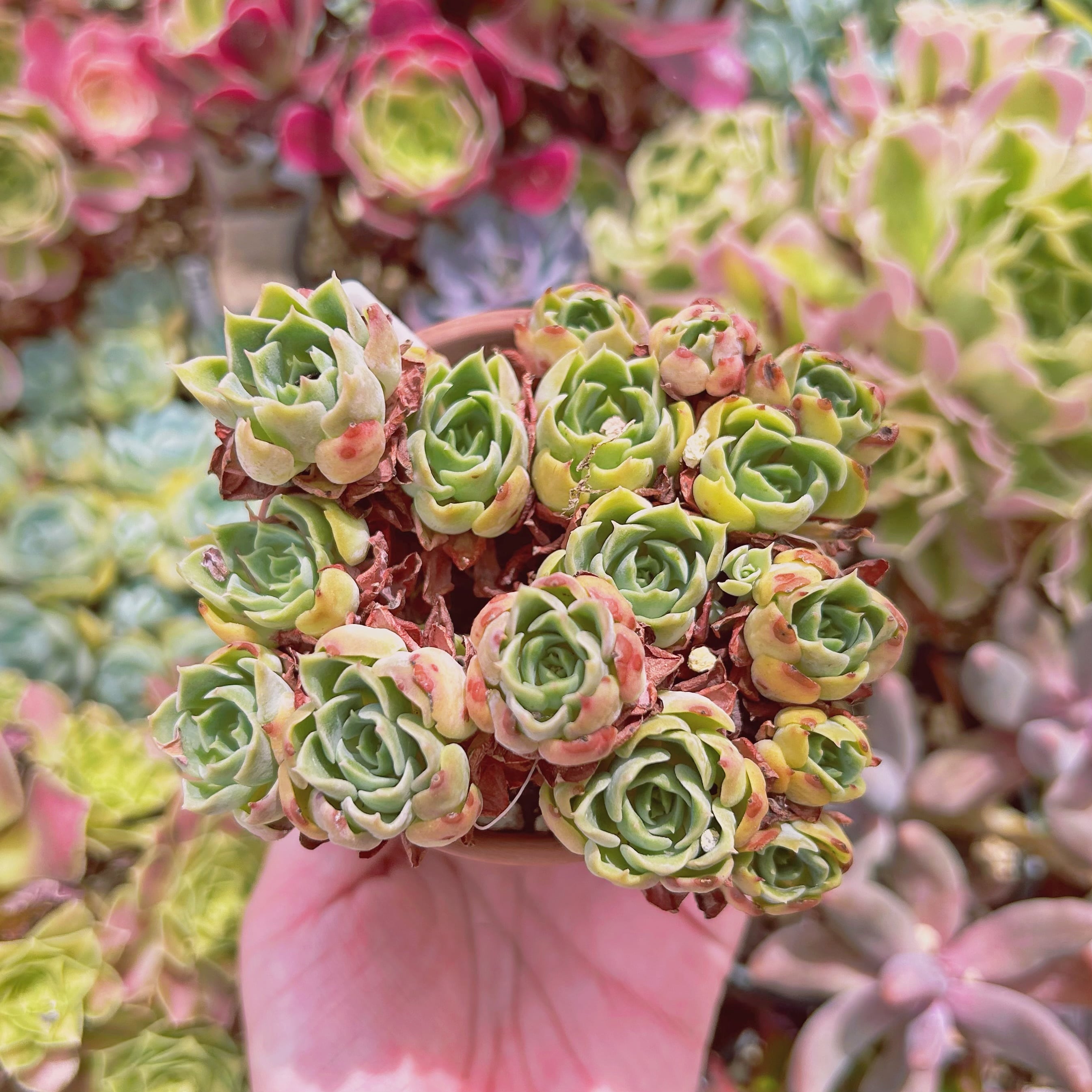 #858現物　多肉植物　デザートローズ　特大　抜き苗