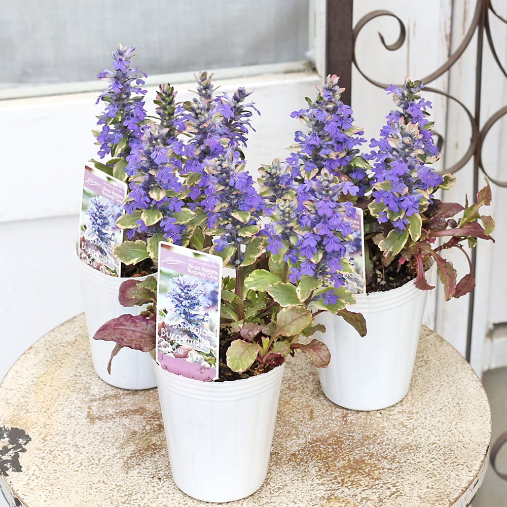 オリーブ 創樹 シプレッシーノ souju 8号鉢つき 大株❗ ③ 観葉植物 お