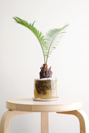 【M】ソテツ/Japanese sago palm