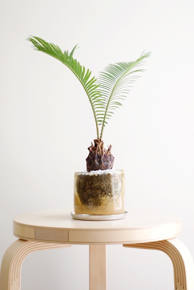 【M】ソテツ/Japanese sago palm