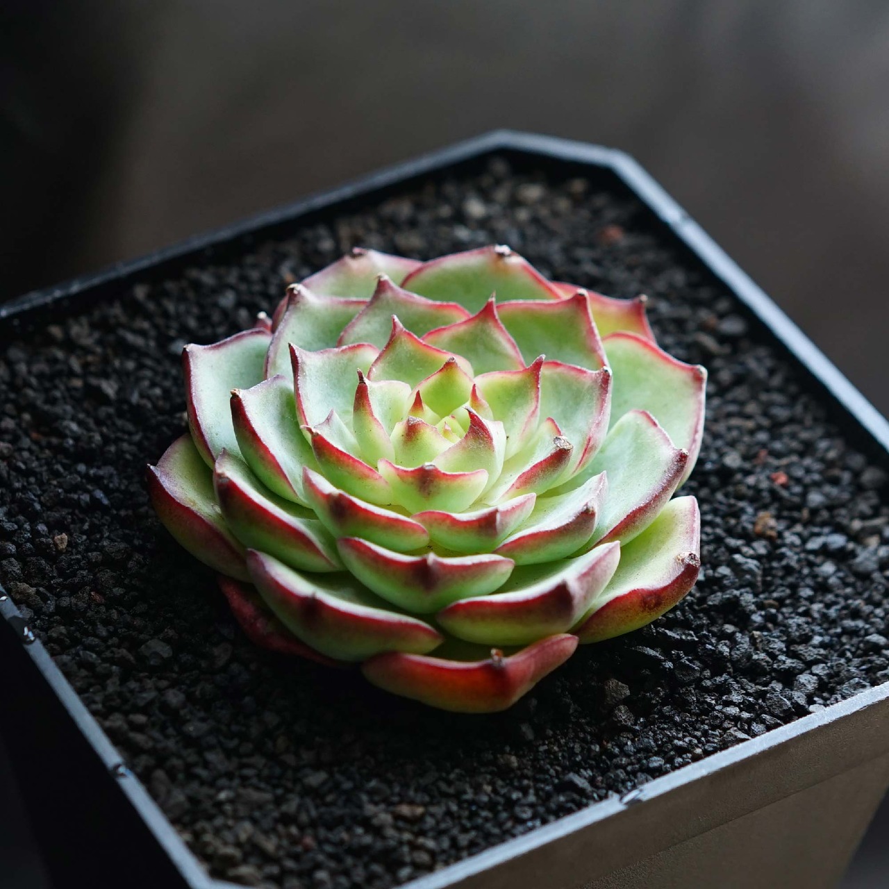 抜き苗 カカティス Echeveria 'Kakatis'