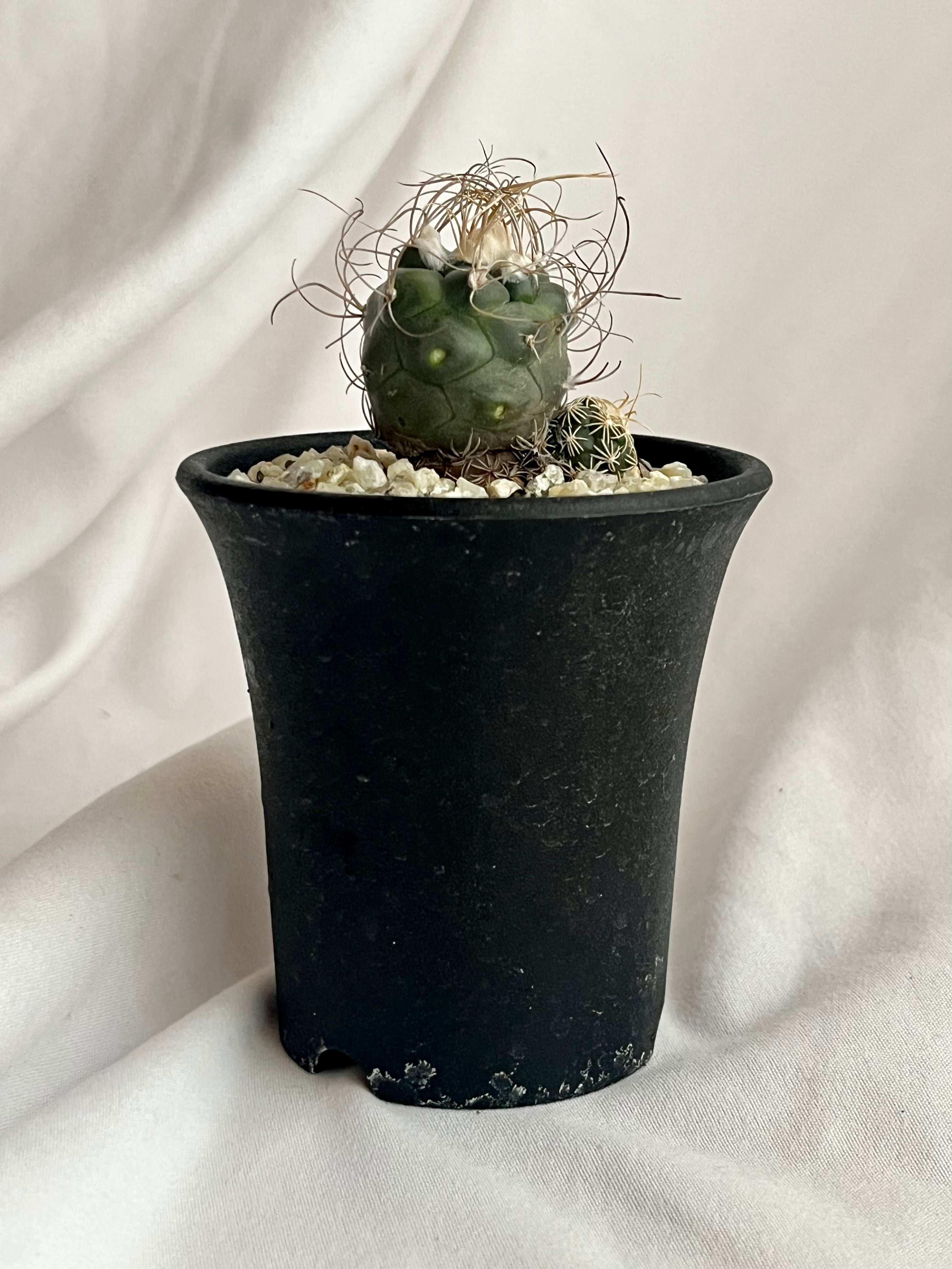 現品】サボテン・ツルビニカルプス属長城丸(ちょうじょうまる)5