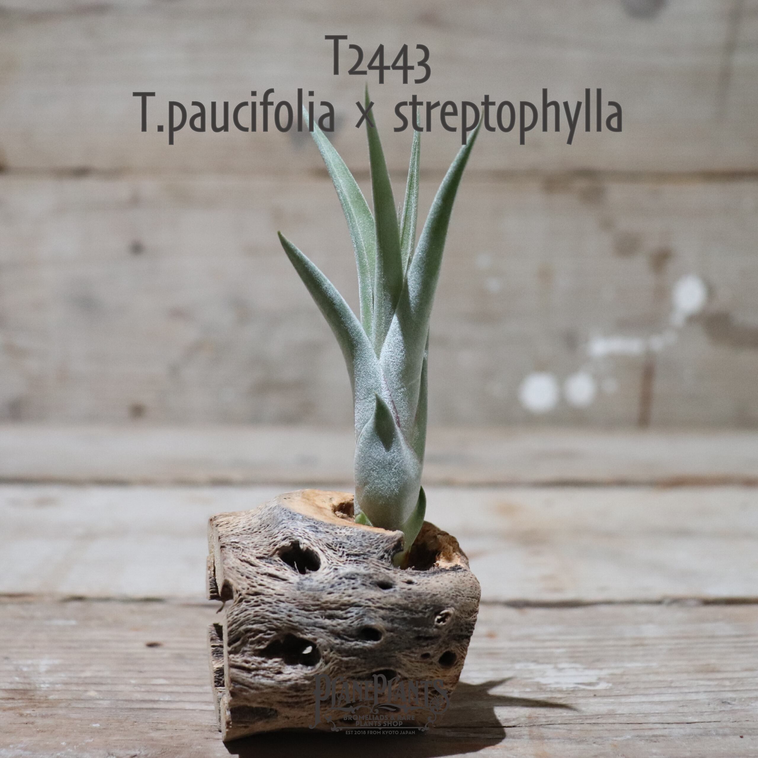 【送料無料】paucifolia × streptophylla〔エアプランツ〕現品発送T2443