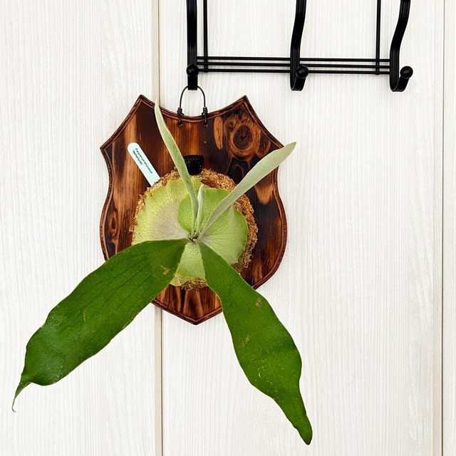 ビカクシダ ネザーランド 板付 【観葉植物 室内 コウモリラン】