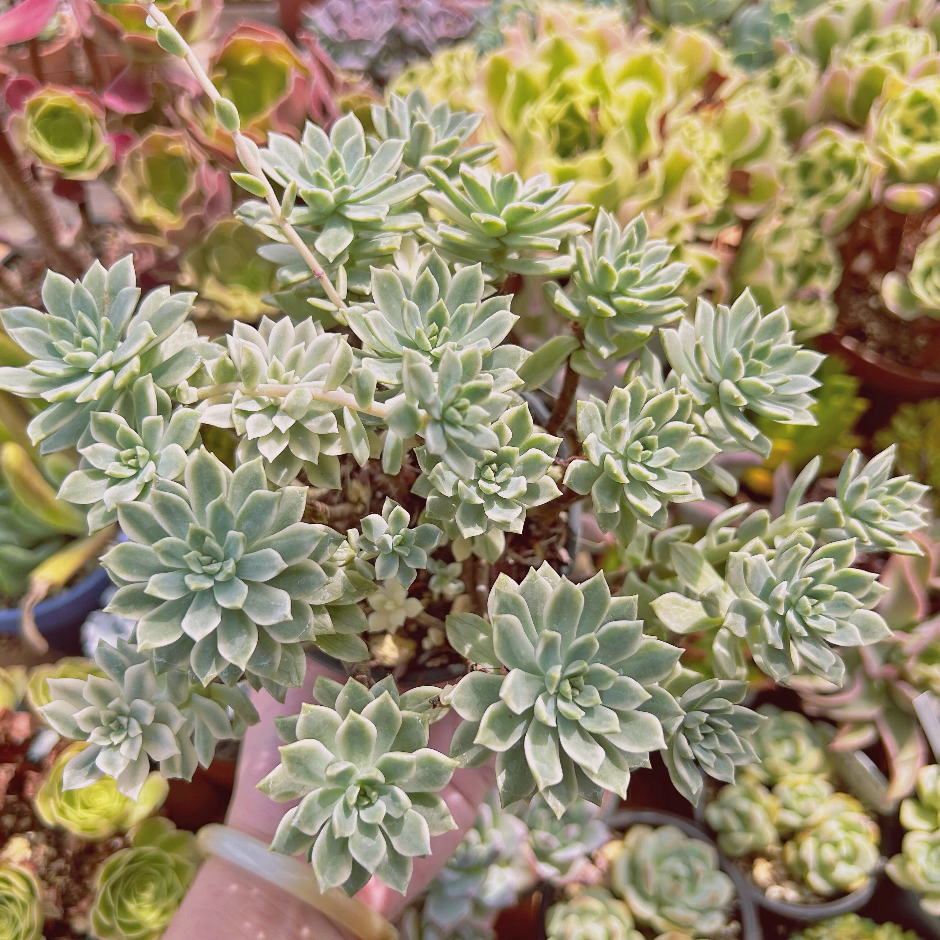 現物　多肉植物　マッコス錦　特大　抜き苗