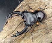 WD】《インペリアリスツヤ亜種komorii トゥルスマリア産 66.5mm ペア》