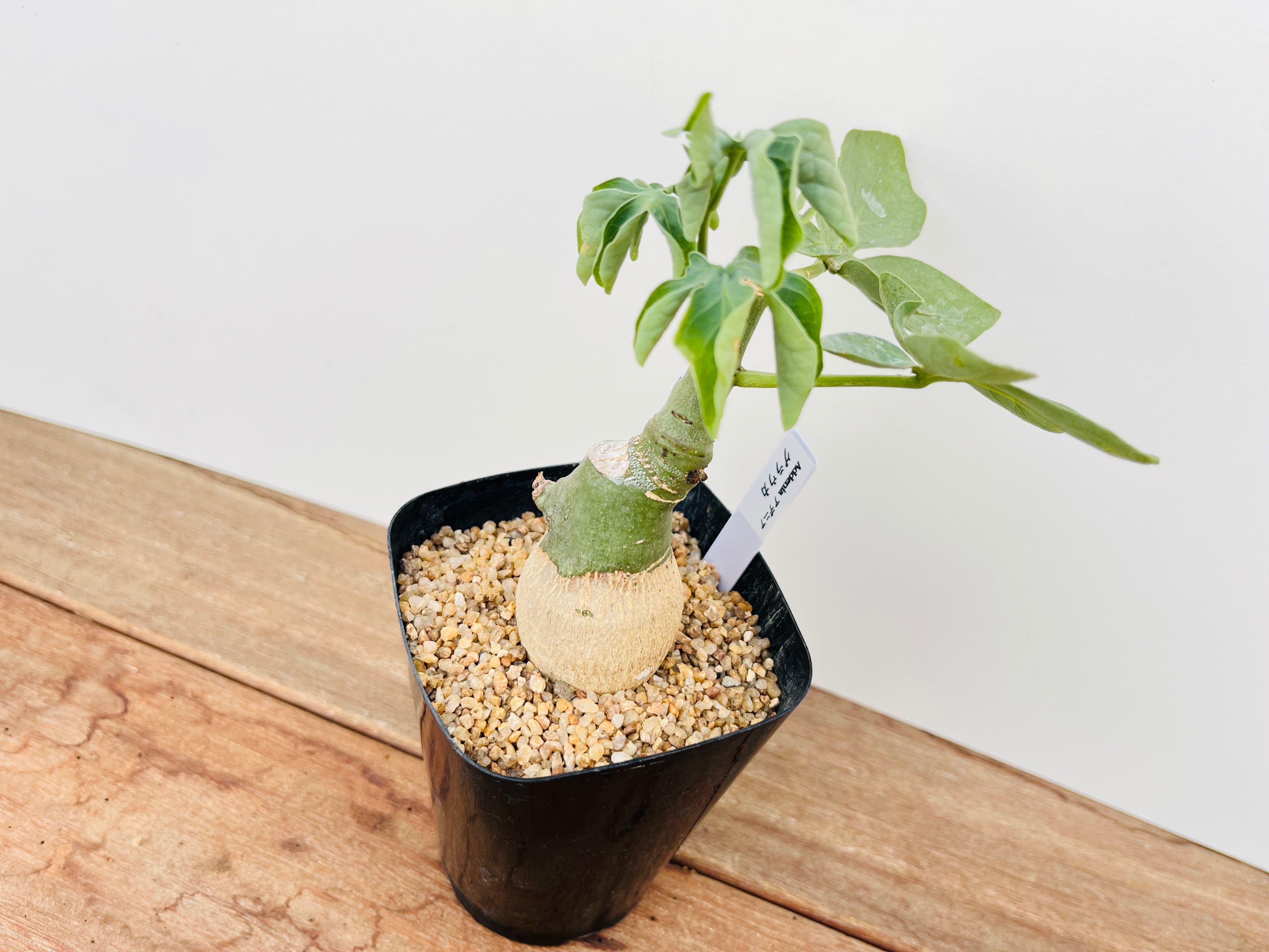 Adenia glauca アデニア グラウカ 多肉植物 塊根植物 | plants MARU