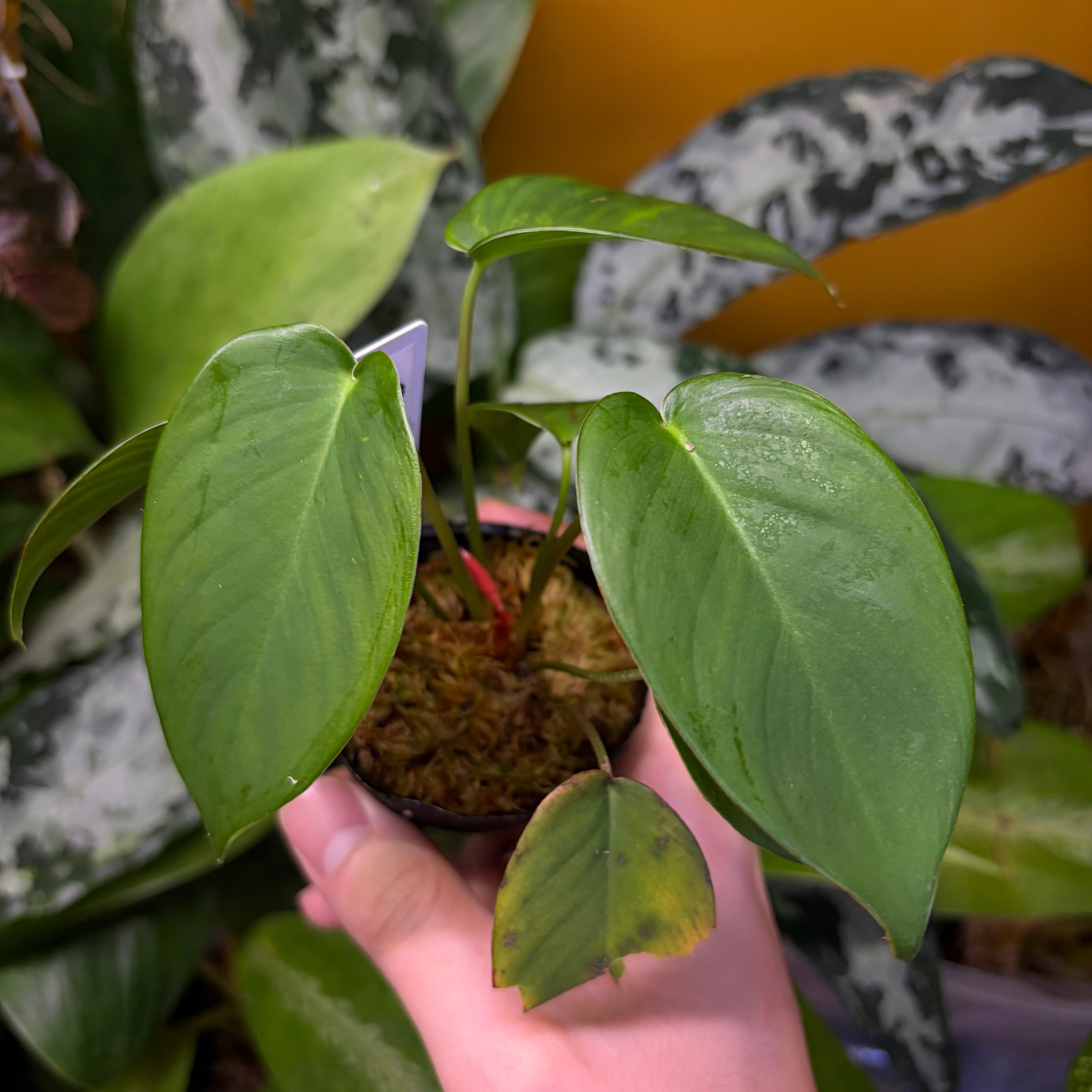 Aglaonema sp. Krabi 【ZOE0626-04t】 アグラオネマ | 熱帯雨林植物