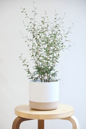 【M】ソフォラ リトルベイビー/Sophora prostrata Little Baby