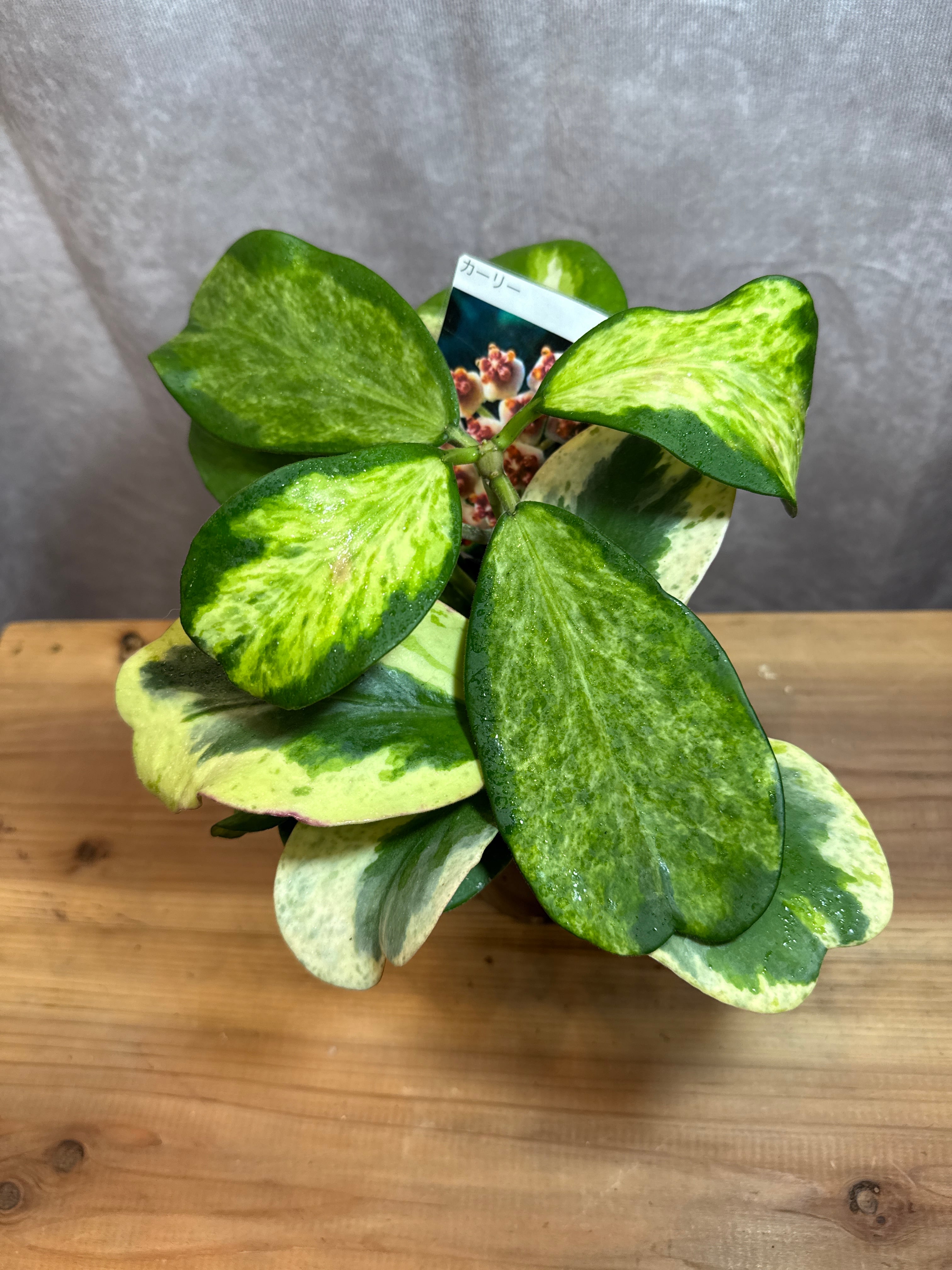 サンスベリア キルキー'クレオパトラ' | Gardenえん 【観葉熱帯植物】