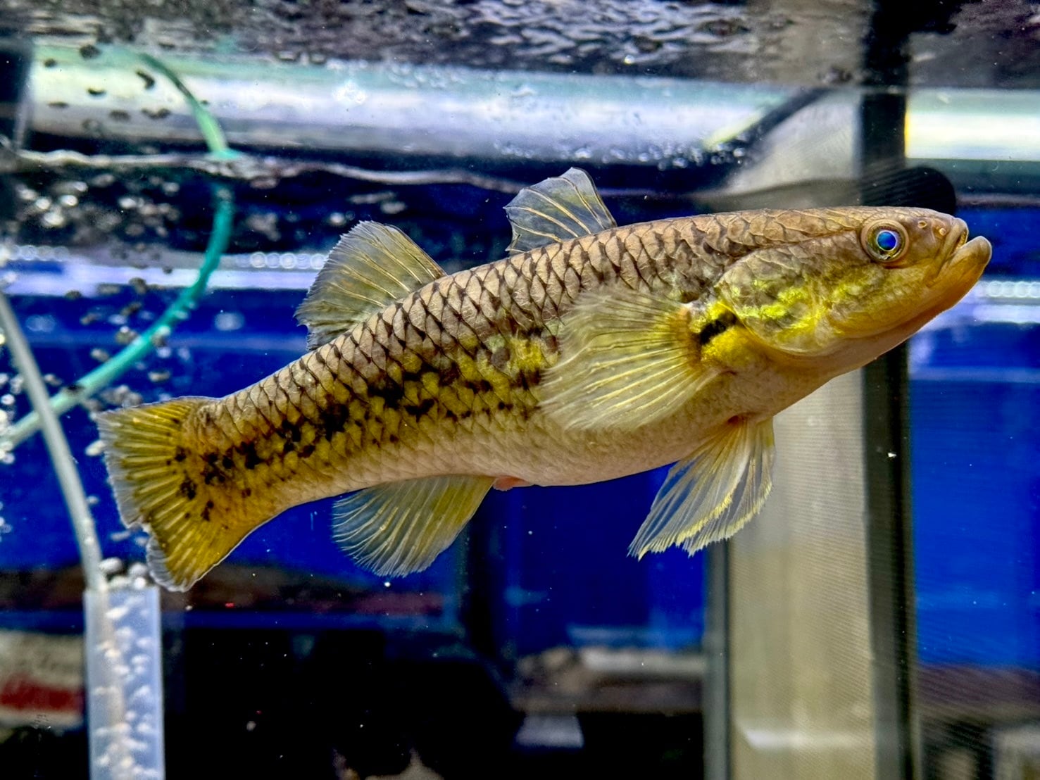 スネークヘッドガジョン　14cm位　熱帯魚　ダトニオ　アロワナ スネークヘッドガジョンの飼育法（混泳・大きさ・水温・水質
