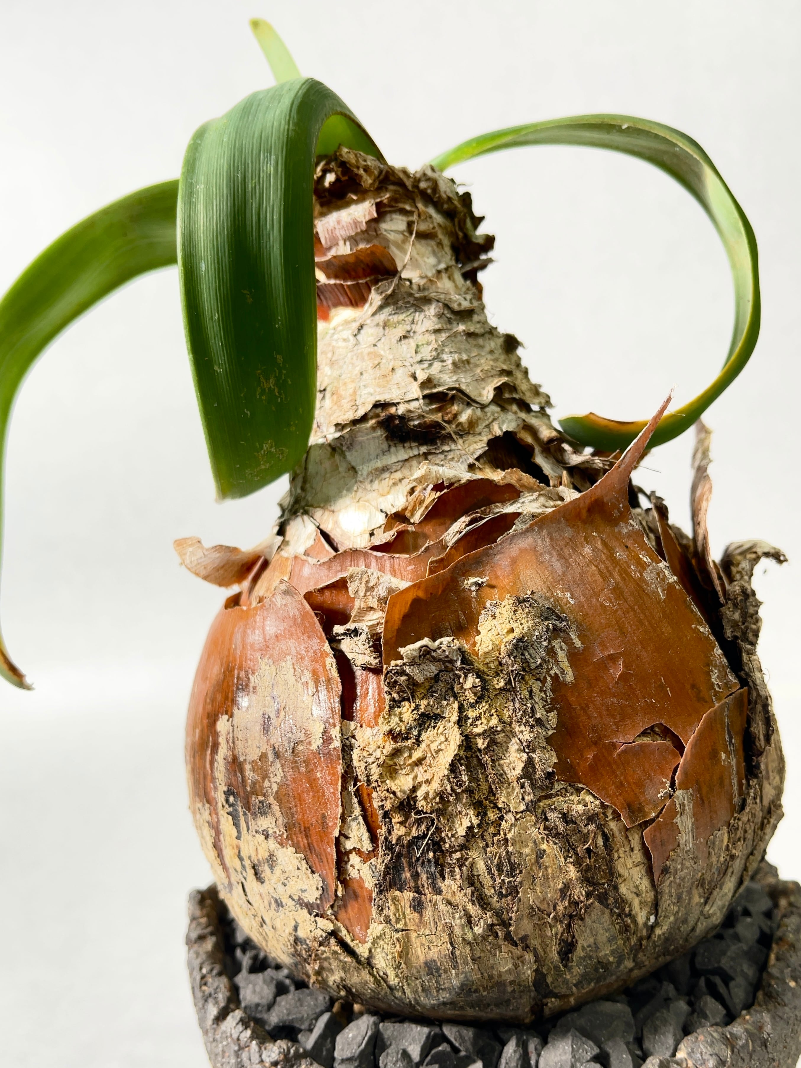 フォークイエリア・プルプシー | trigger