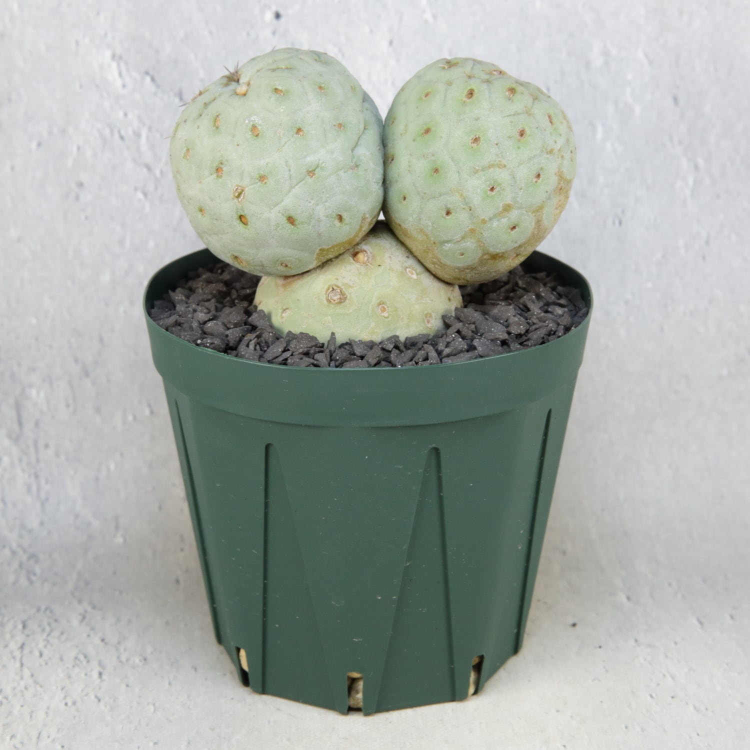 大球 3球 棘無し テフロカクタス ゲオメトリクス | LIGHTHOUSE