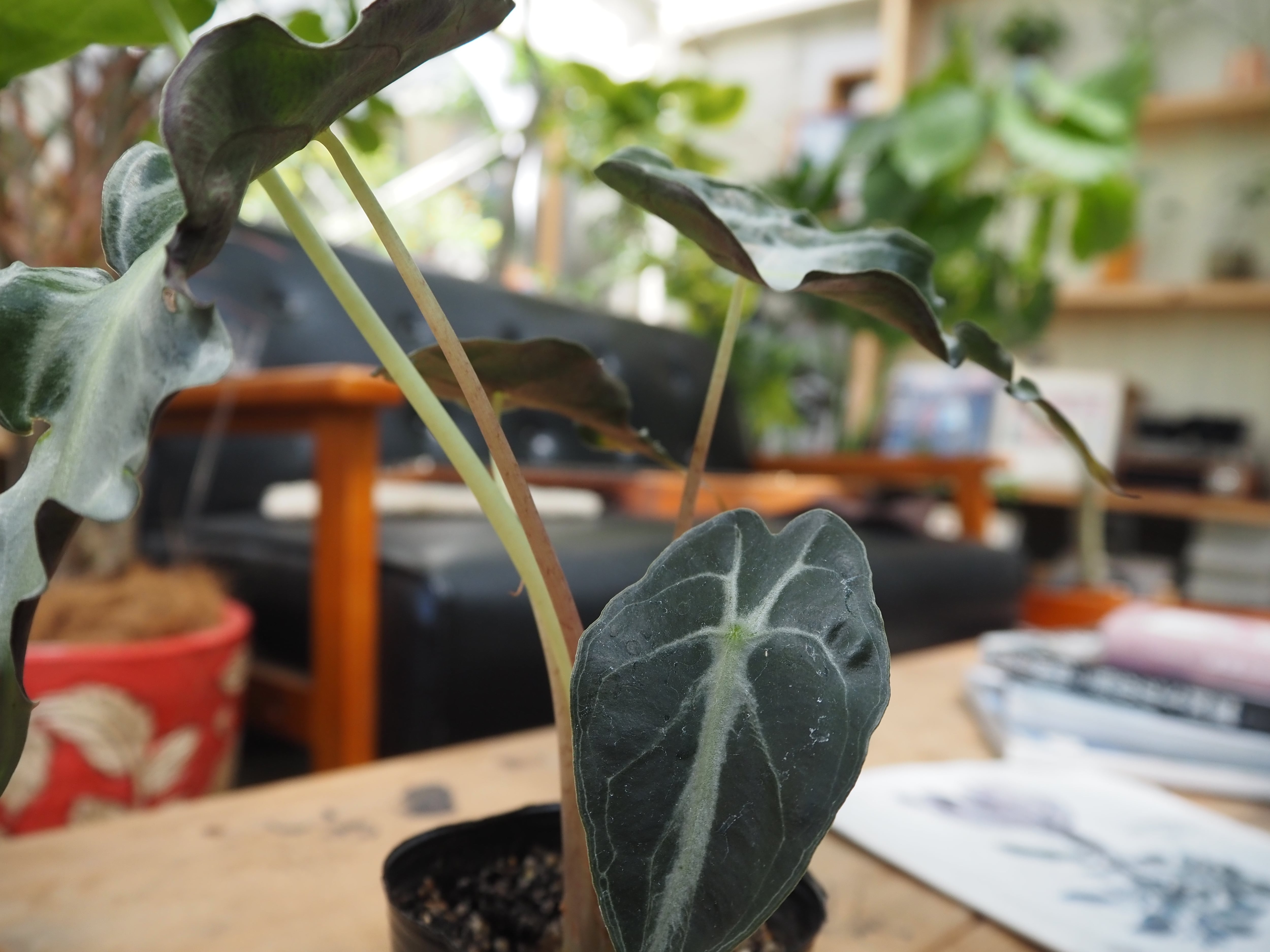 アロカシア ヴェノム 3号 観葉植物 現品 希少品種 現品】【希少】アロカシア ヴェノム【3号】 | 高橋園芸