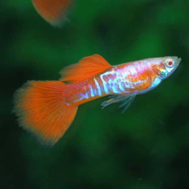 RREAギャラクシーレッドテール　若魚2ペア＋種親メス2匹