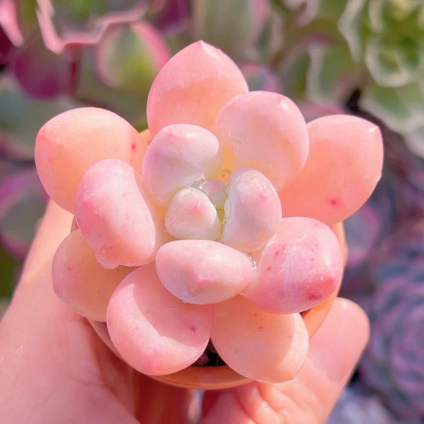 多肉植物　ベビースイート　訳あり　新入荷　るる農園