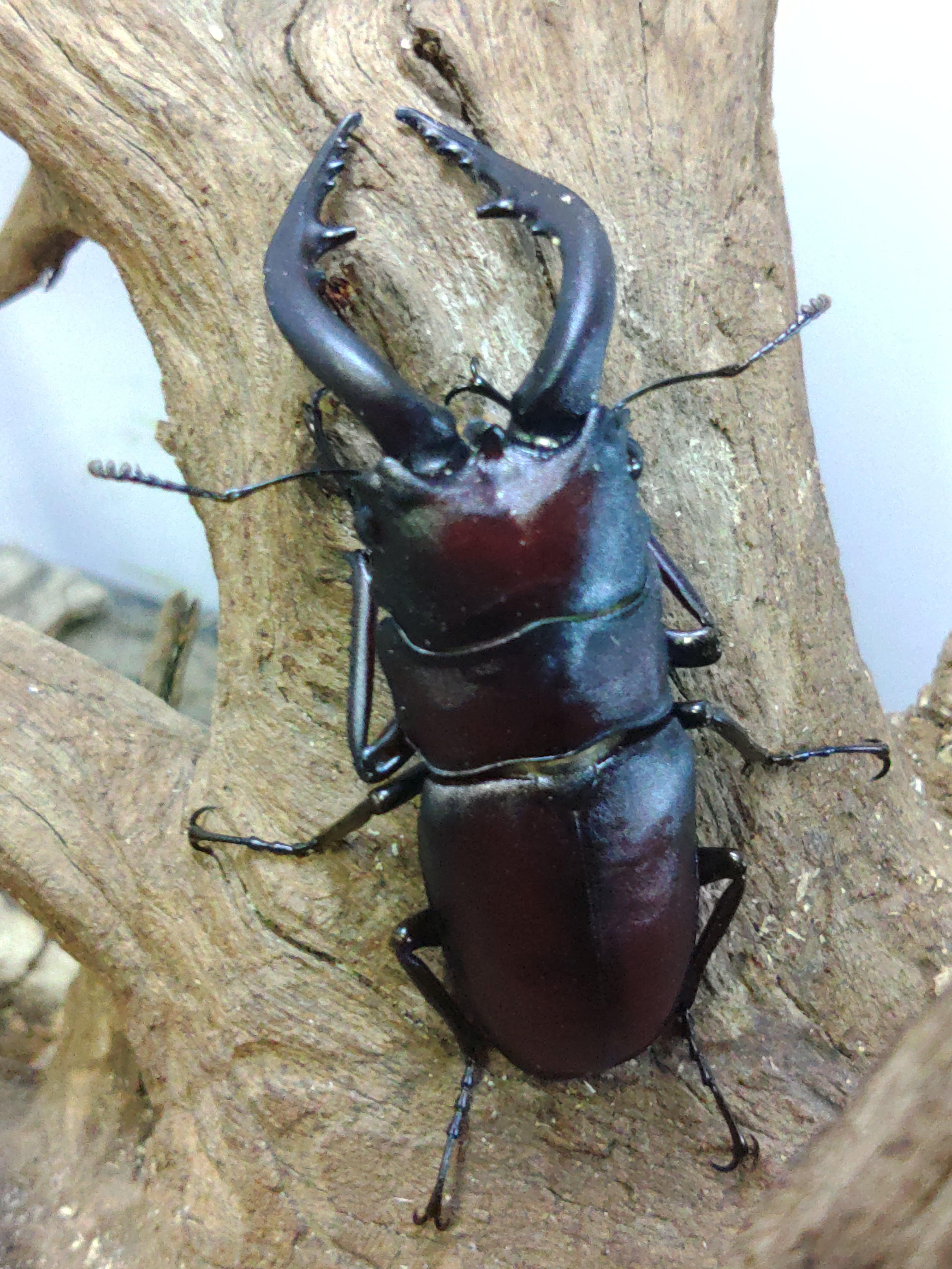 属内最高峰】トゲトゲヘンテコゾウムシ Gagatophorus 標本甲虫フン