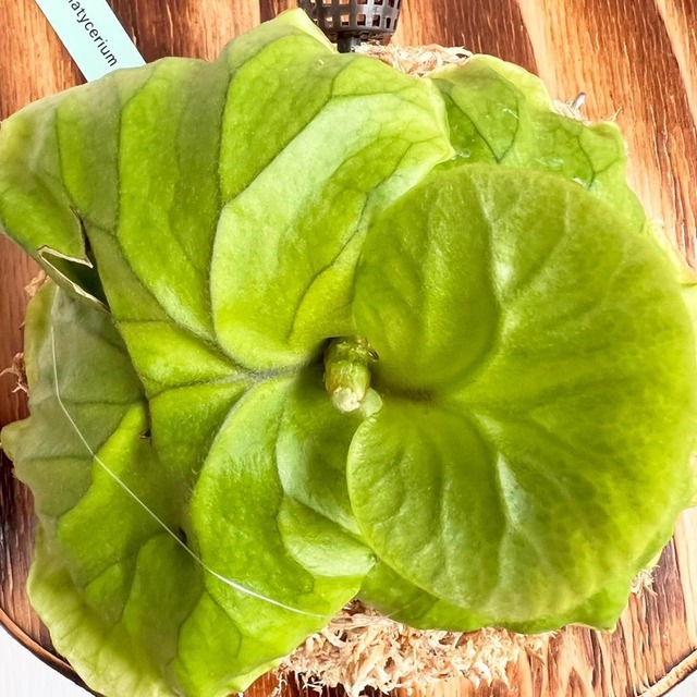 ビカクシダ リドレイ 板付 【観葉植物 室内 コウモリラン】