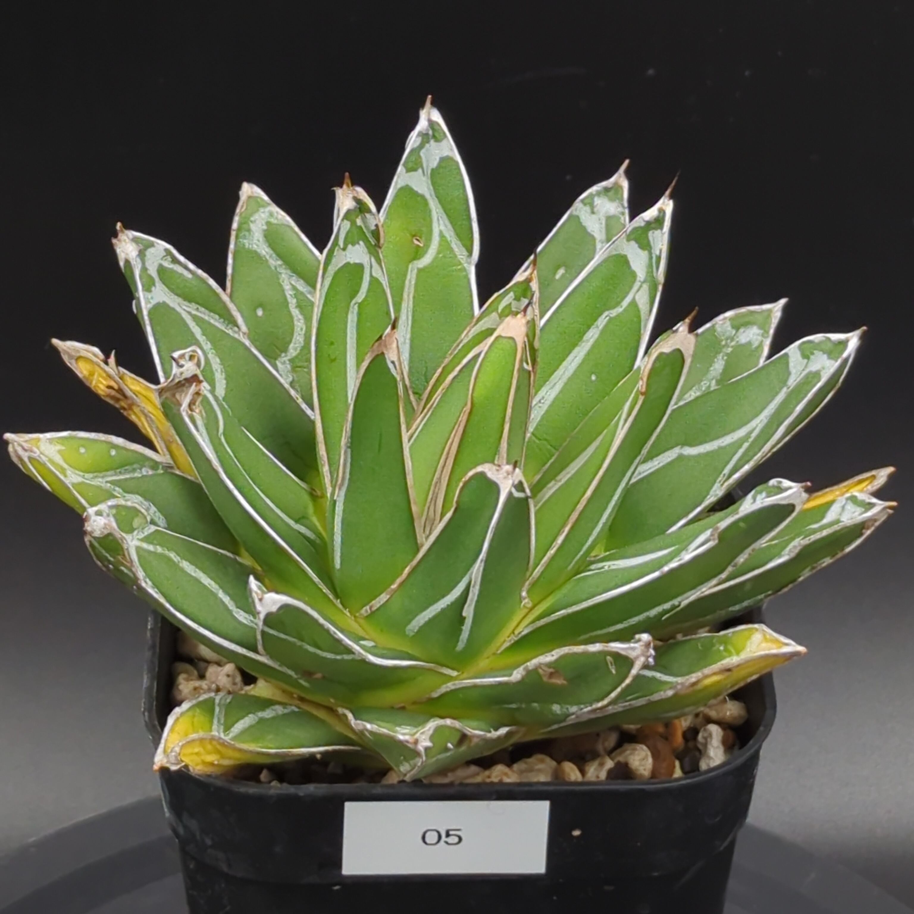 アガベ ダルマ笹の雪 | BRIDGE GARDEN