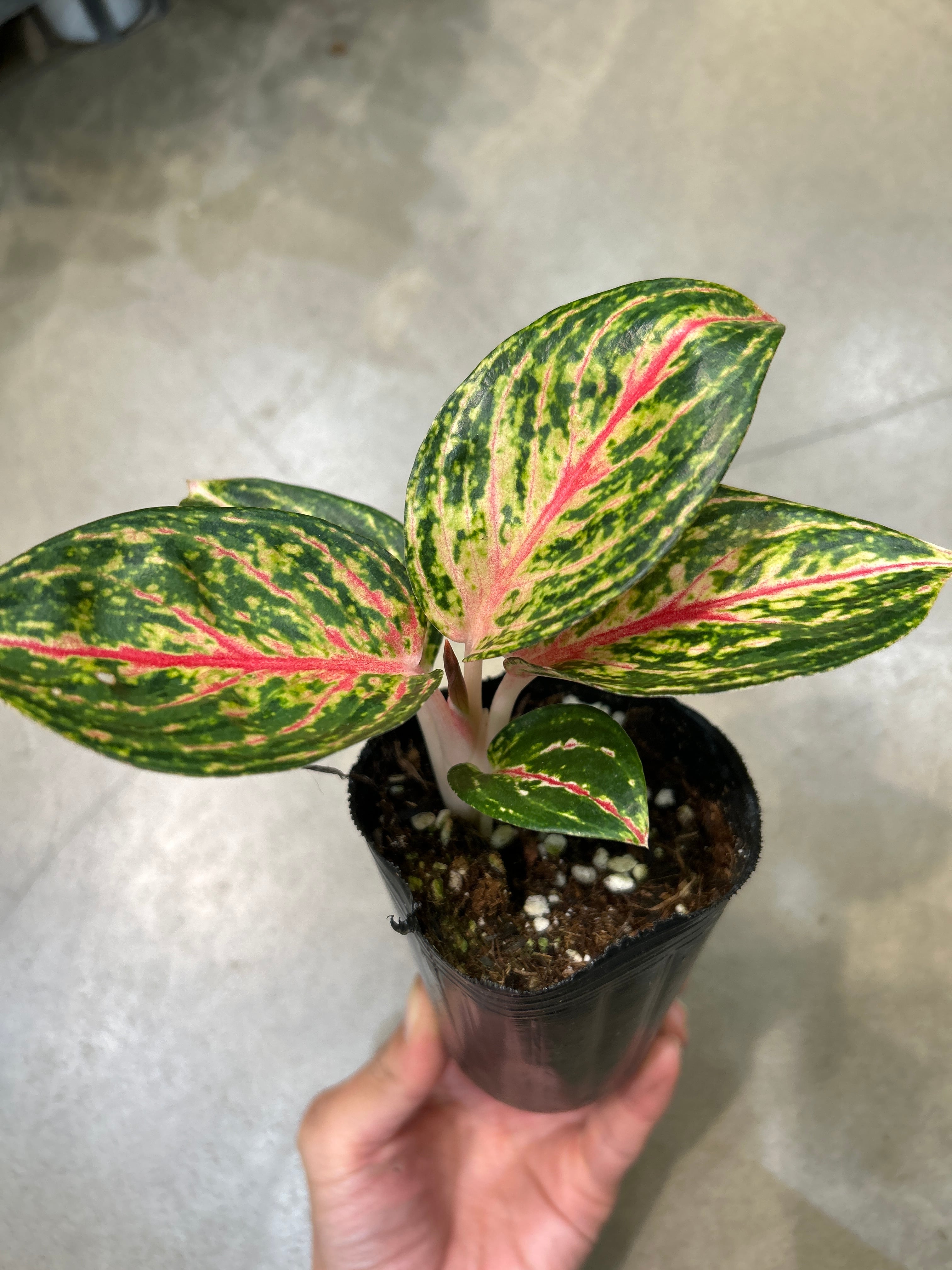 A ホヤ マチルダ バリエガータ | MIDORIYA 観葉植物専門店