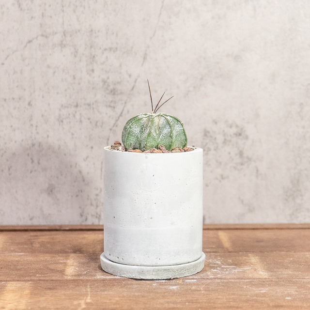 ニベウム（Astrophytum niveum）｜雪のような白斑が美しいアストロフィツム属の逸品【虫発生抑制／手作りモルタル鉢】