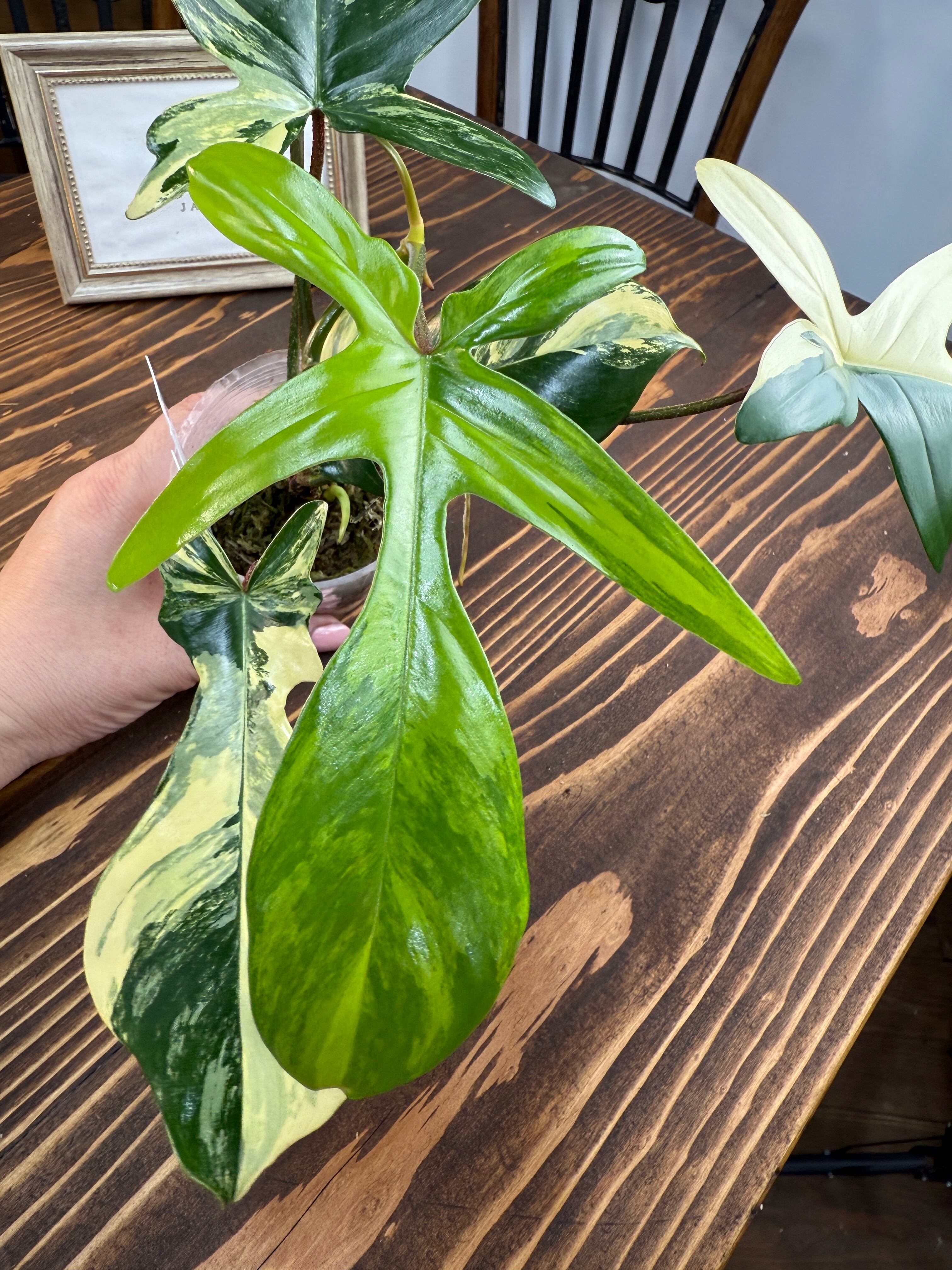 ☆1495【斑の流線美】フィロデンドロン フロリダビューティー