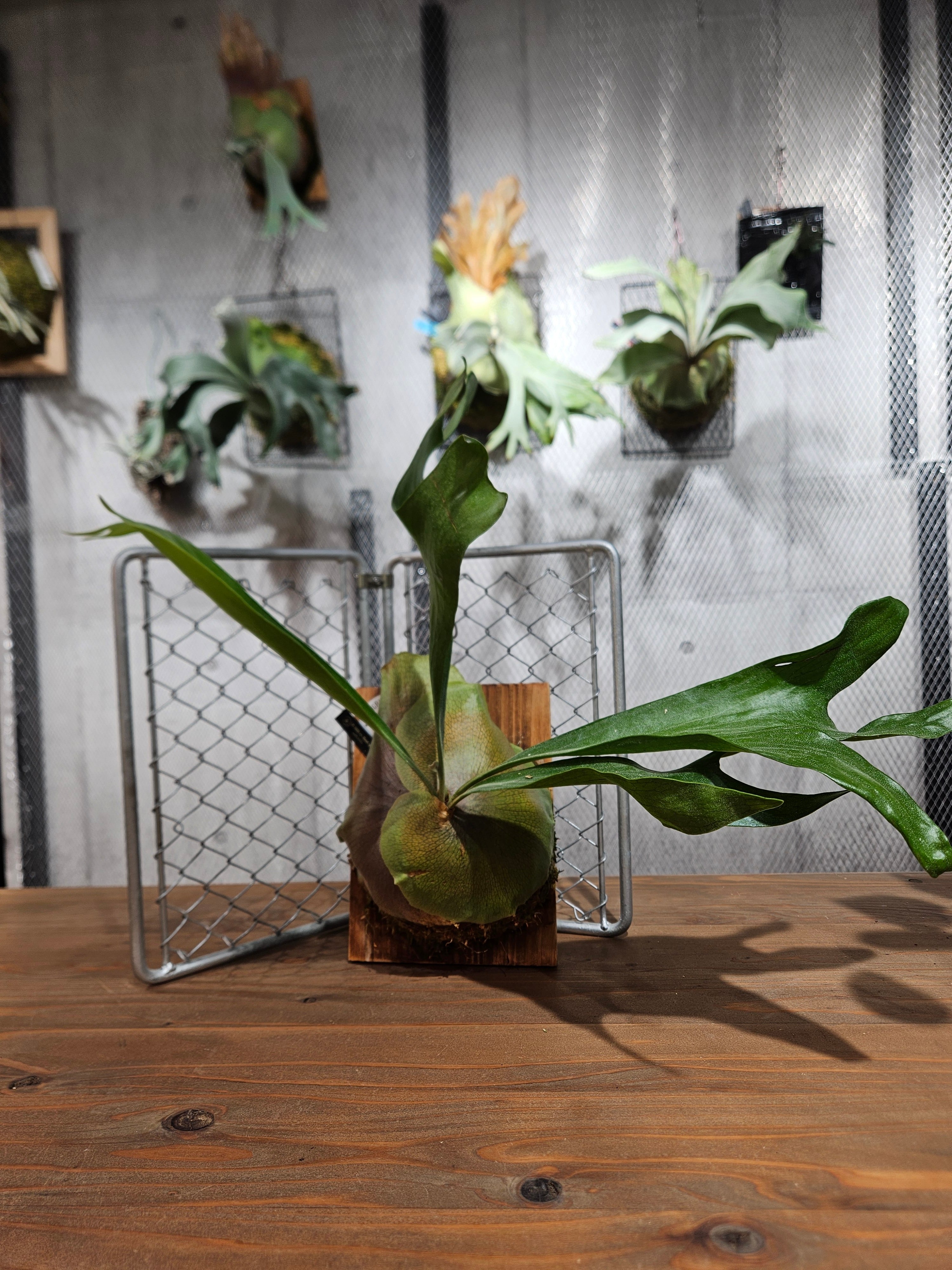 P.hillii cv. hand of ghost【artPLANTs/PLANTS GARAGE】ビカクシダ