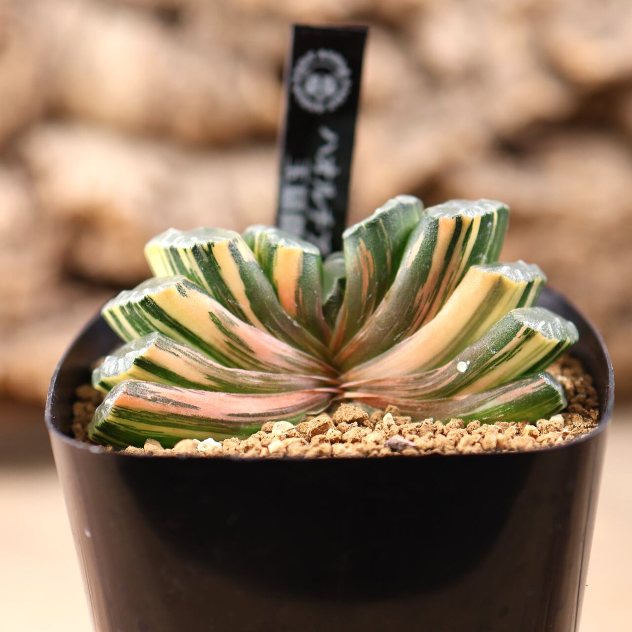 721『ハオルチア 玉扇錦』観葉植物【送料無料】 | MARX PLANTS | 観葉