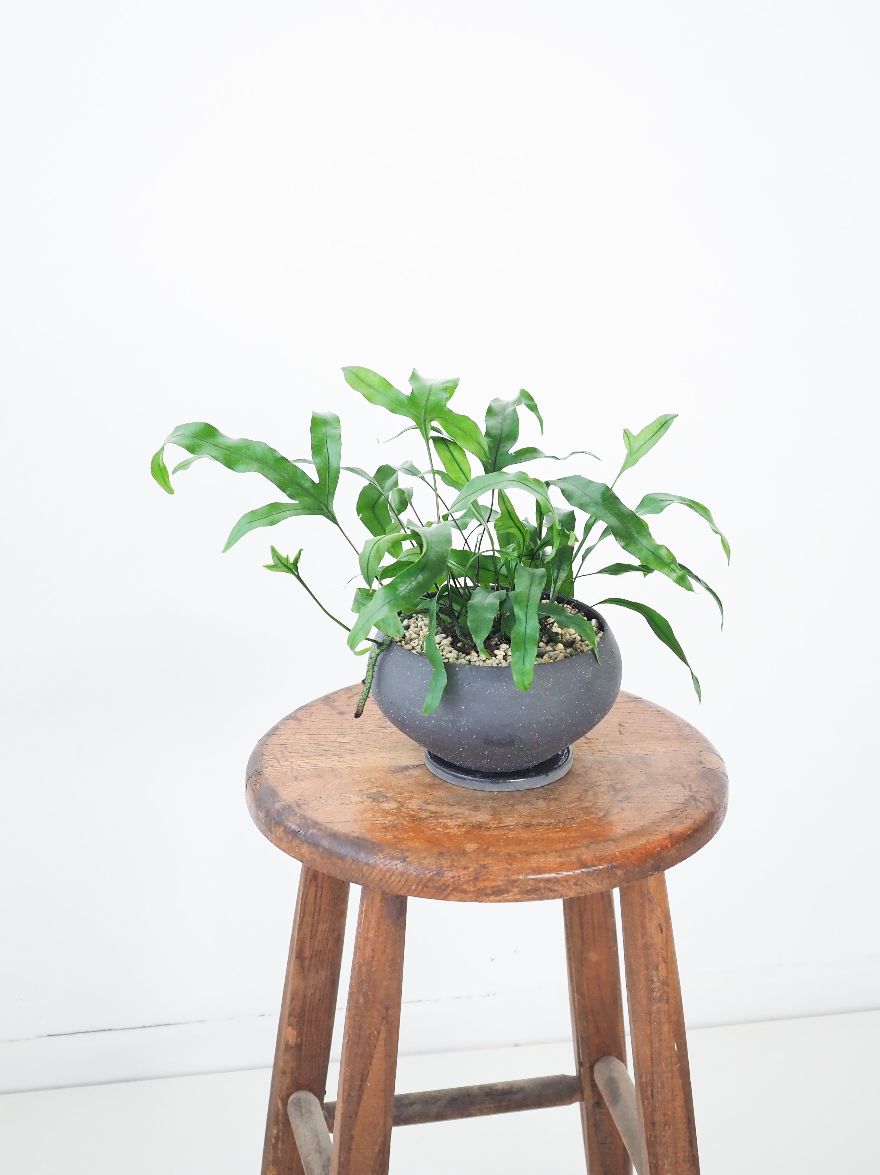 カンガルーファーン カンガルーファーン 大株 【ミクロソリウム ディべ