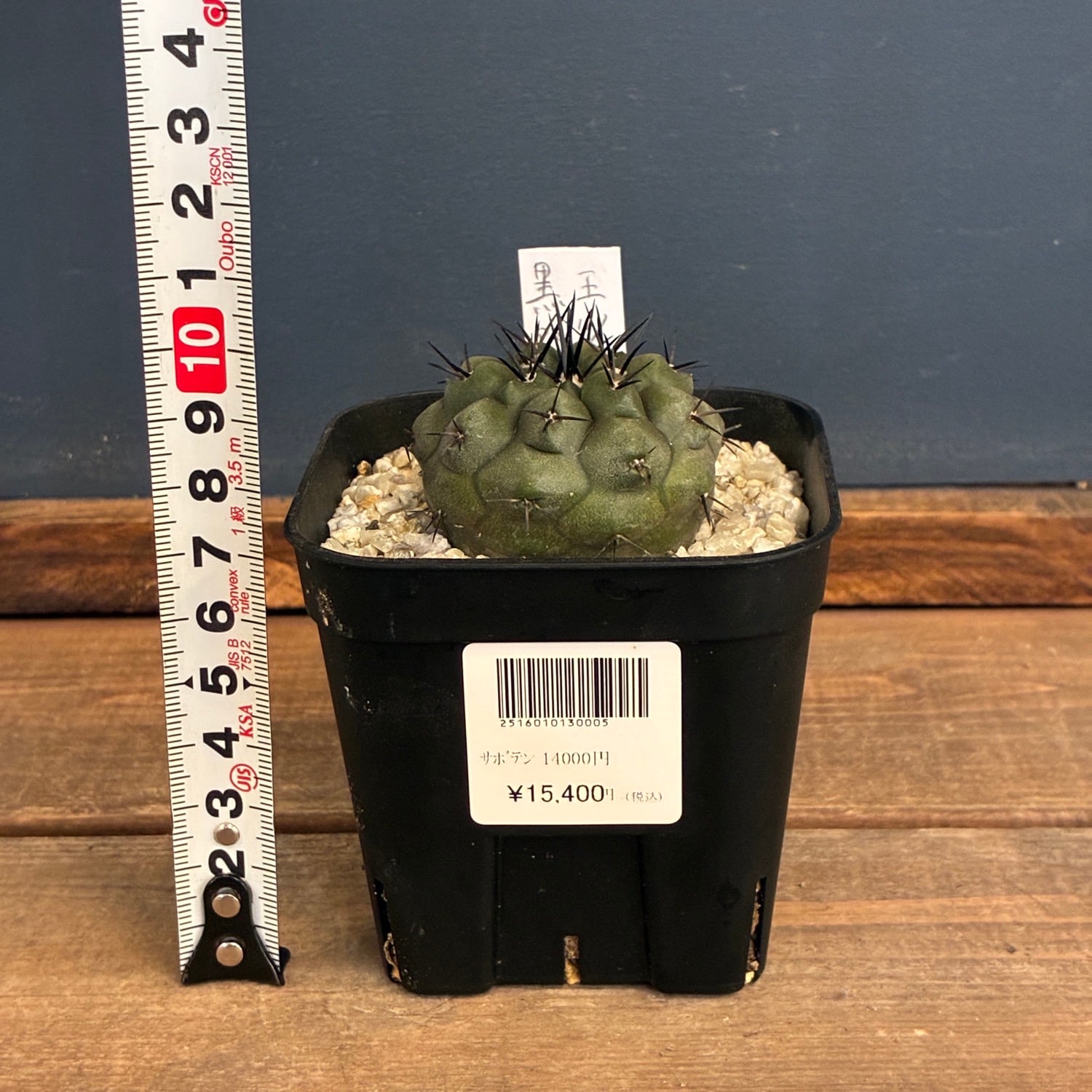 Copiapoa】サボテン コピアポア 黒王丸 実生【362】 | PROTOLEAF