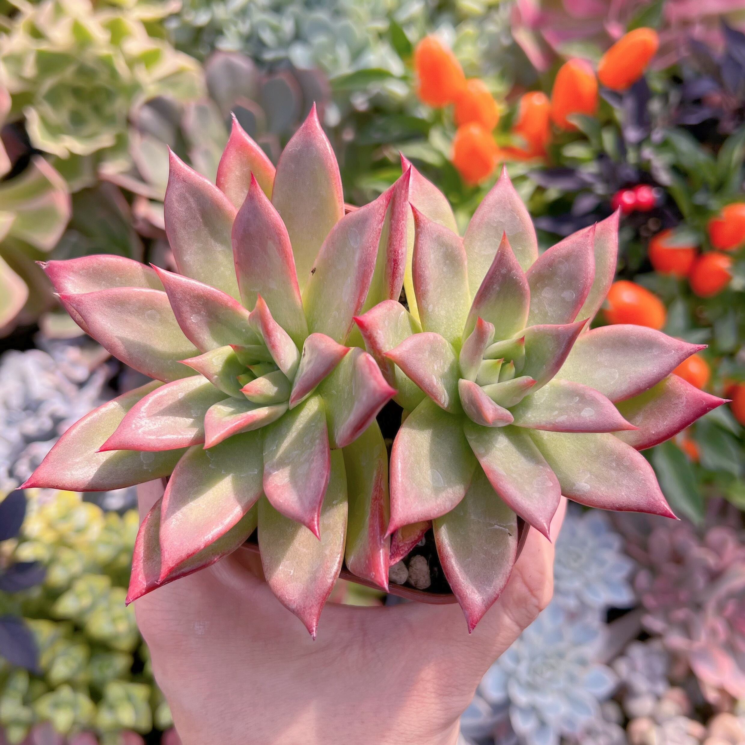 現物　プラトニック#601   古株　るる農園