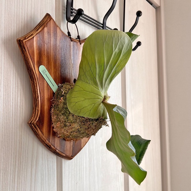 ビカクシダ エレファントティス 中株 板付 【観葉植物 壁掛け コウモリラン】