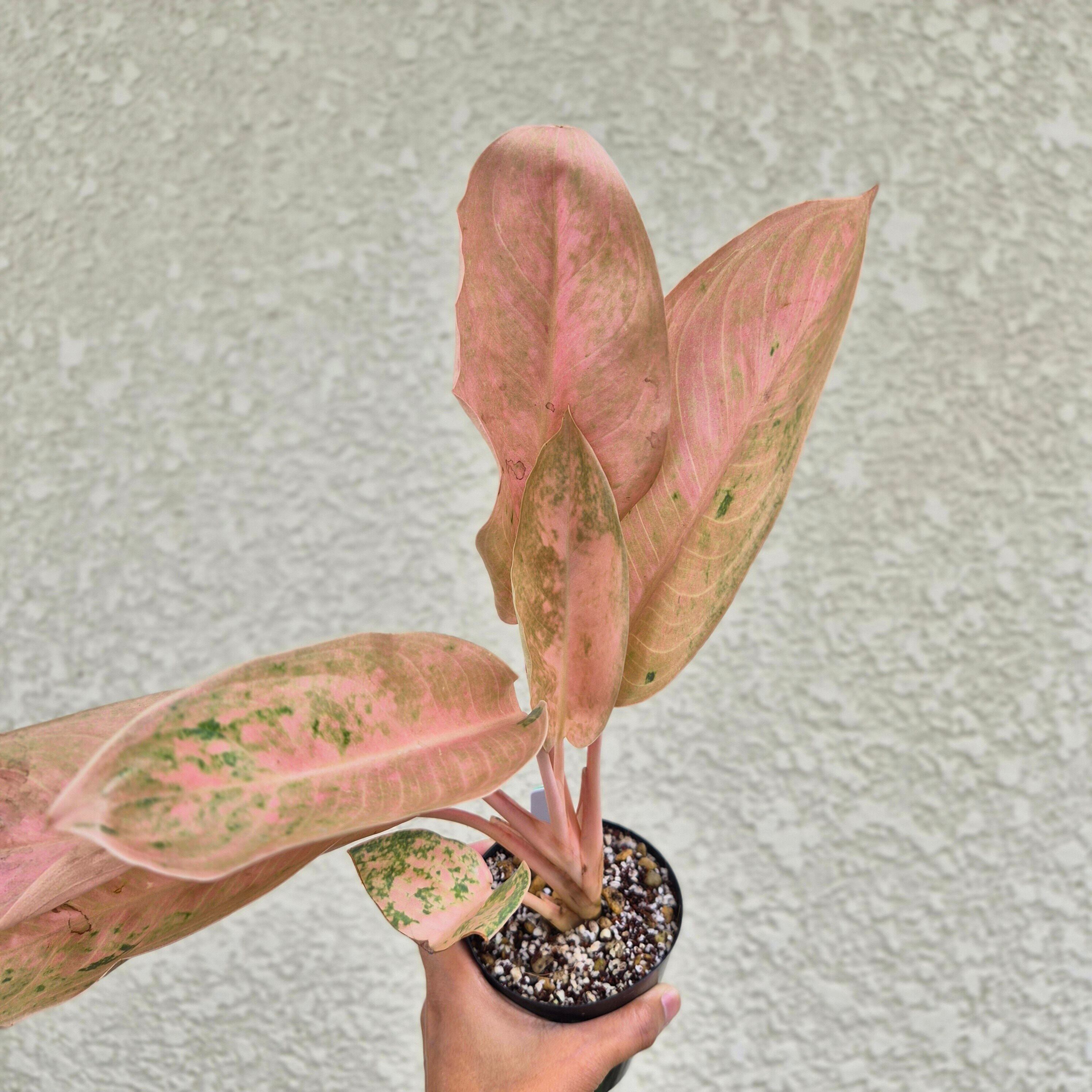 《Aglaonema Pink Banana 》アグラオネマ ピンク バナナ 観葉植物 /ポット発送