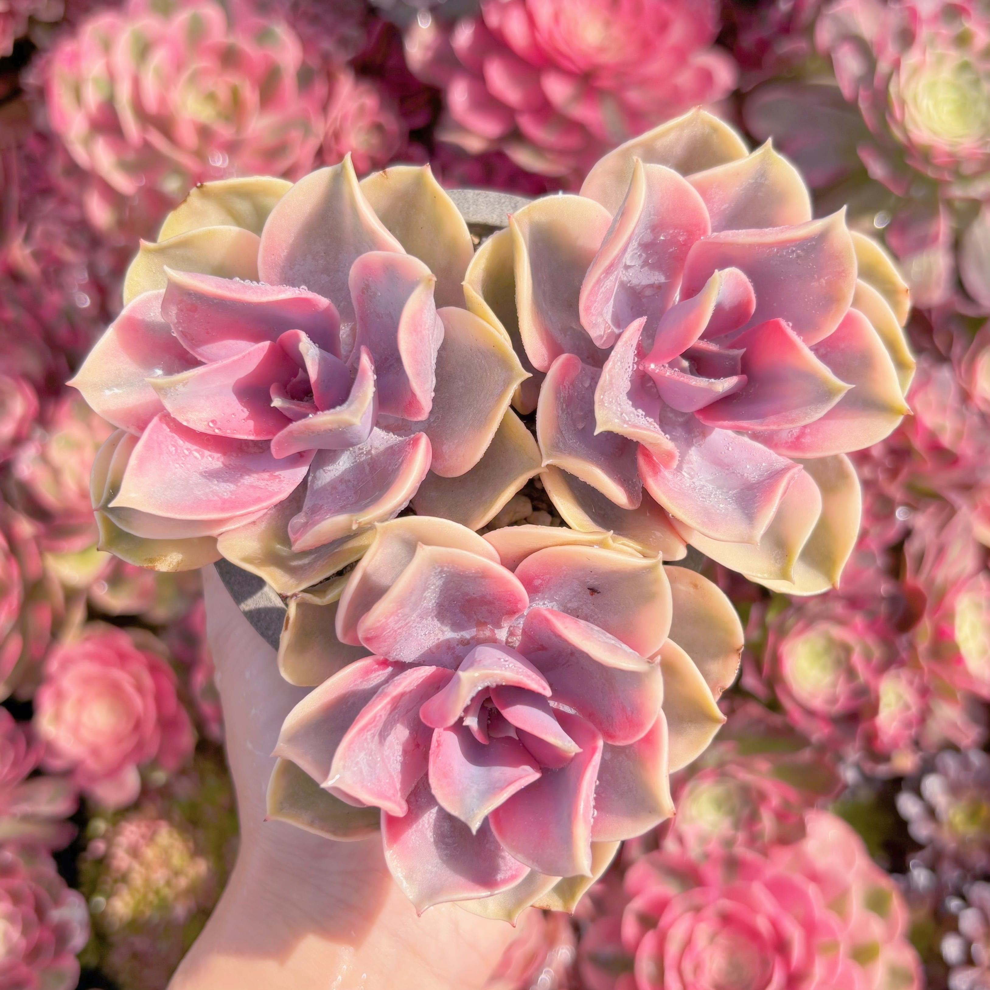 現品　レインボー#K464　群生　るる農園