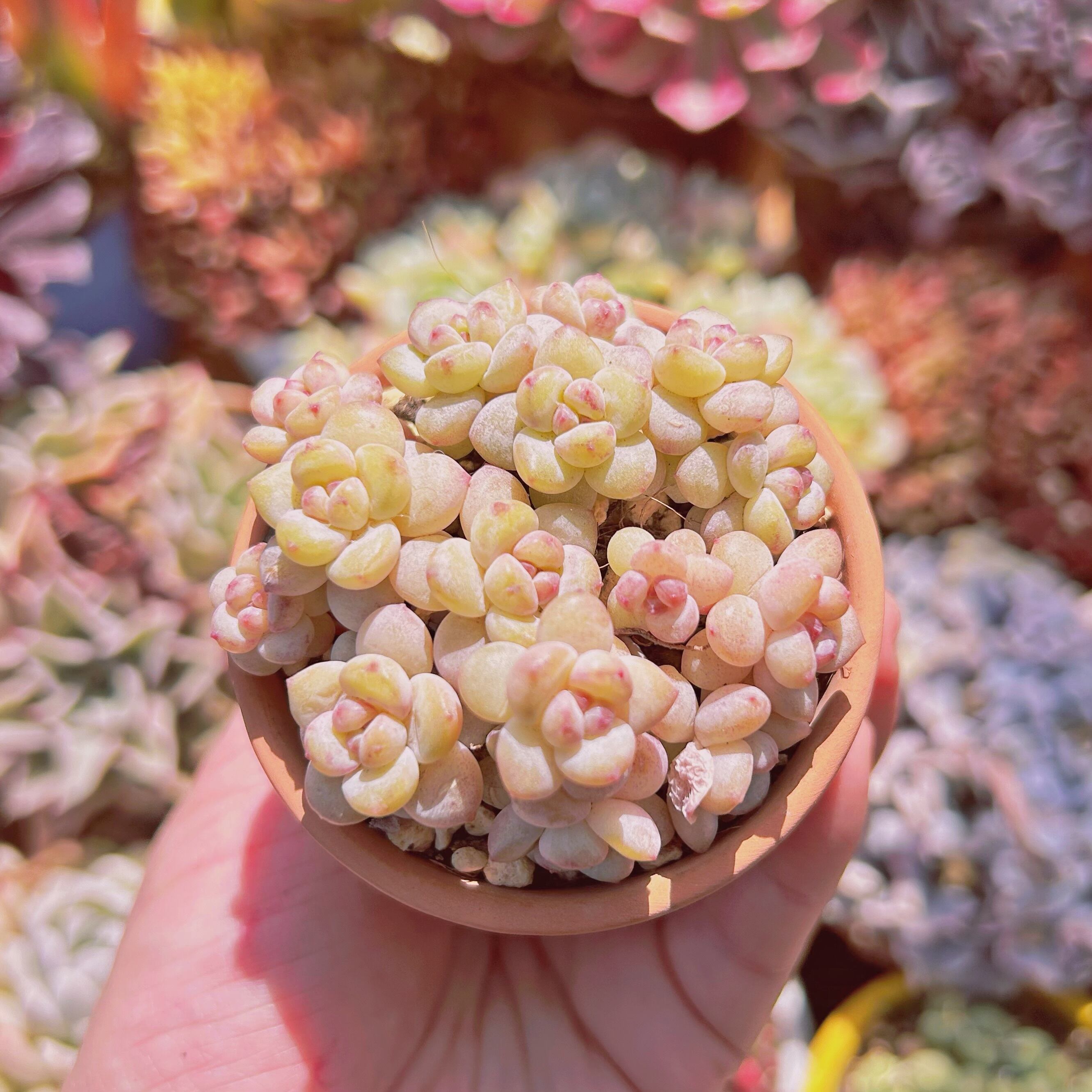 #546現物　多肉植物　新品種　ラブリーネックレス　