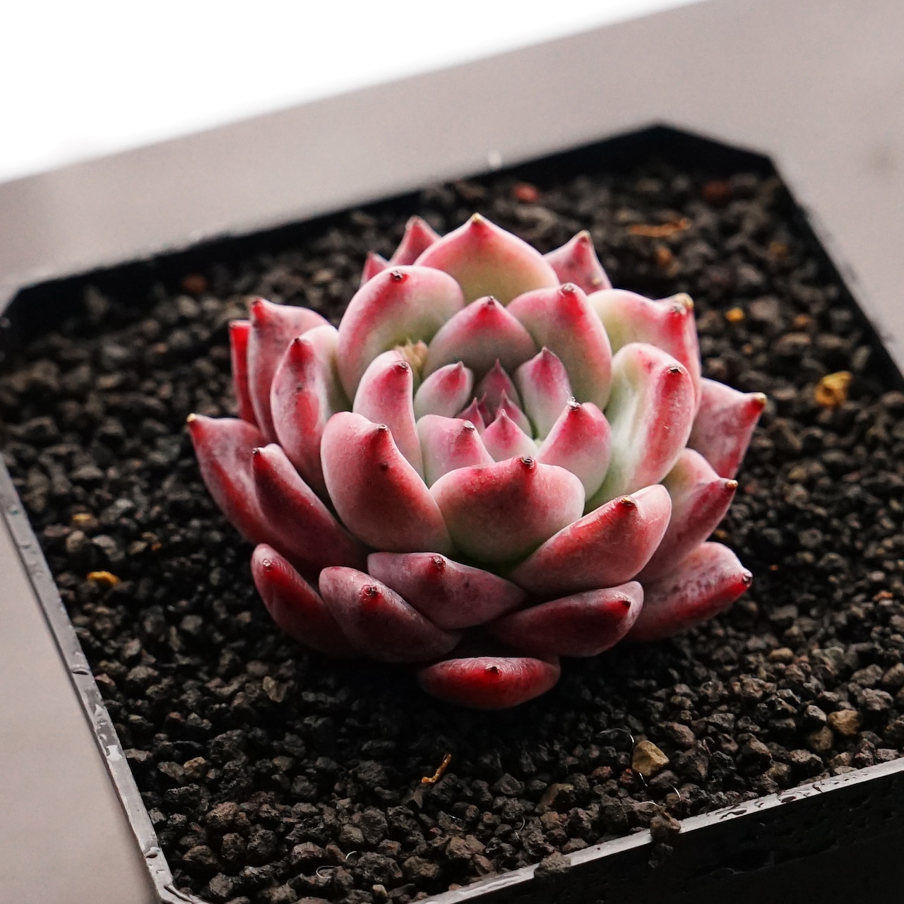 カット苗 ダイヤモンドコロラータ Echeveria 'Diamond Colorata'