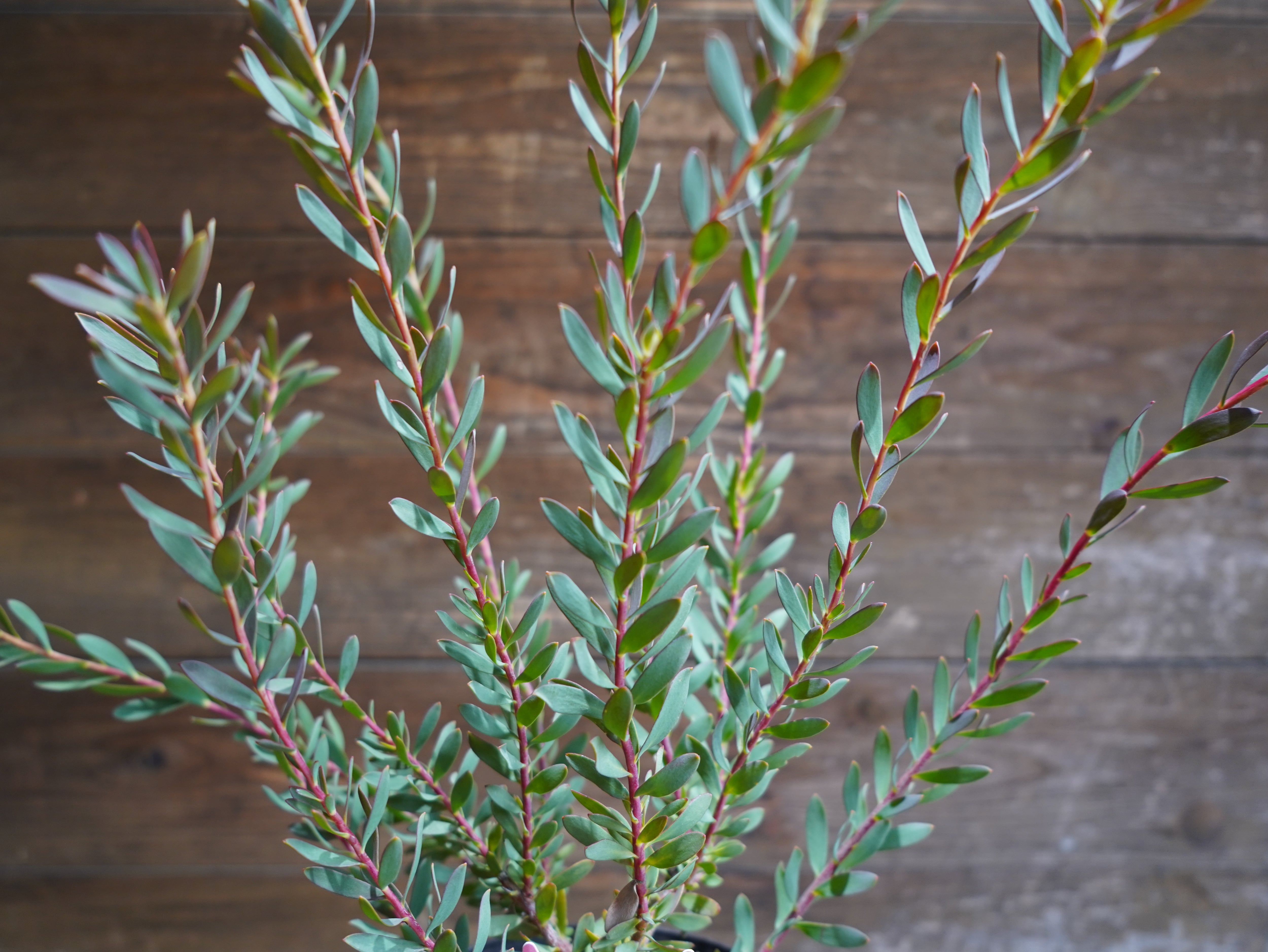 【現物】リューカデンドロン　”Baby Bouquet”