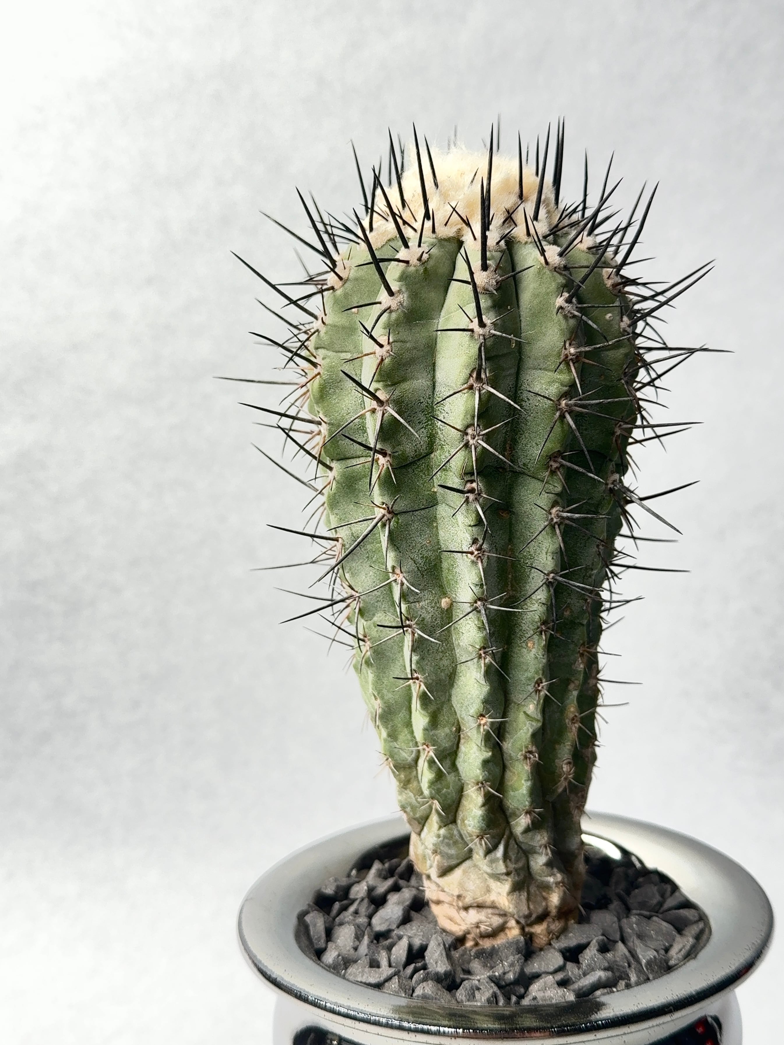 コピアポア・黒士冠 | trigger