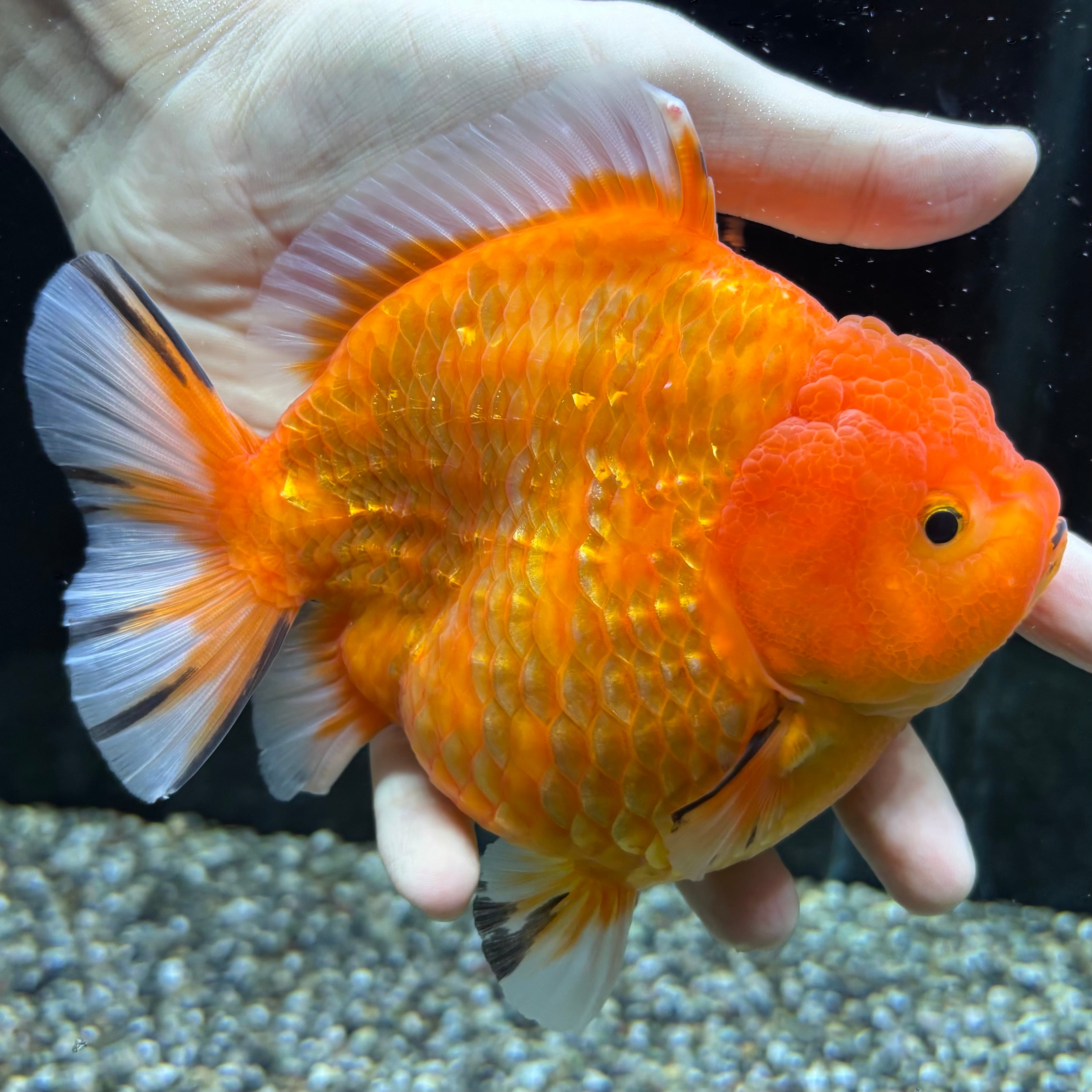 ショートローズテールオランダ 桜 14cm