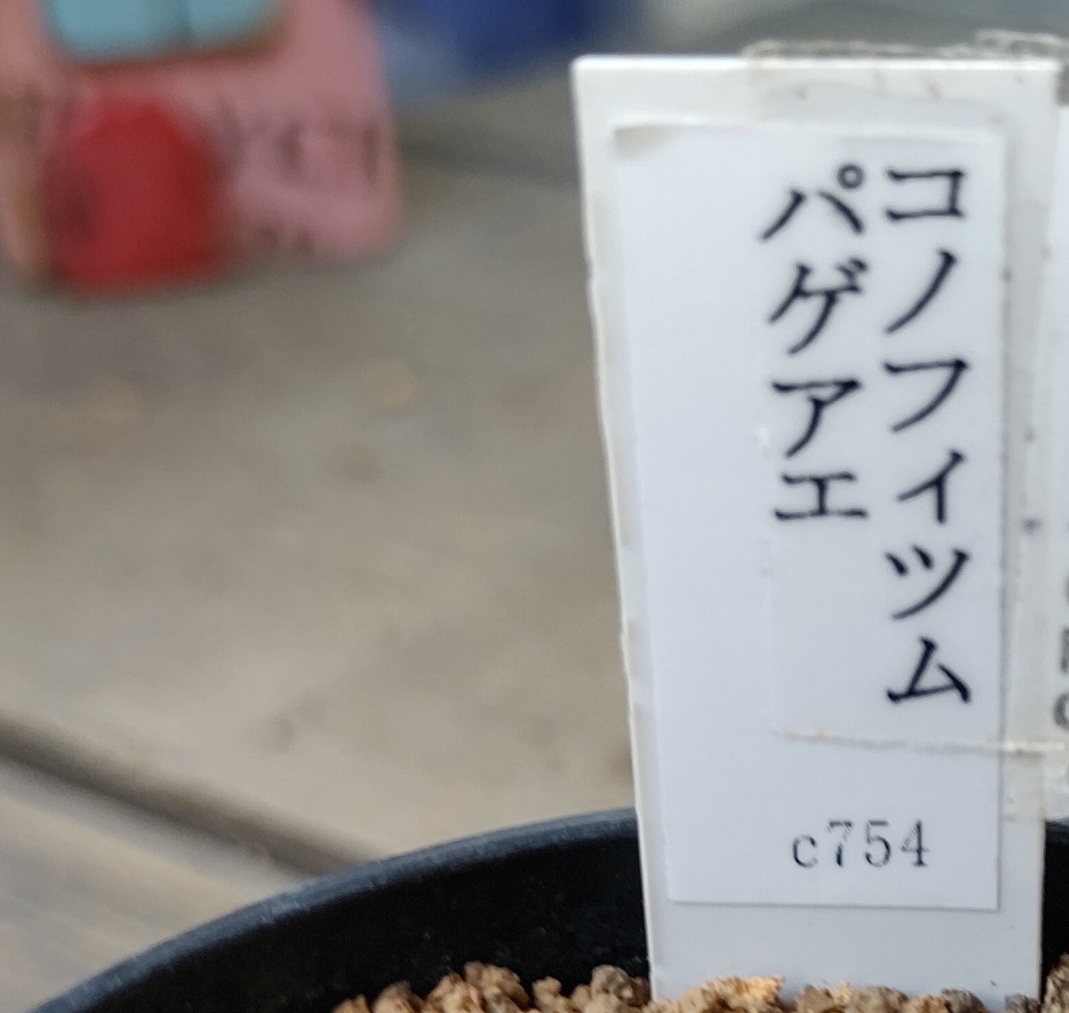 コノフィツム パゲアエ | RuPo 多肉植物専門店