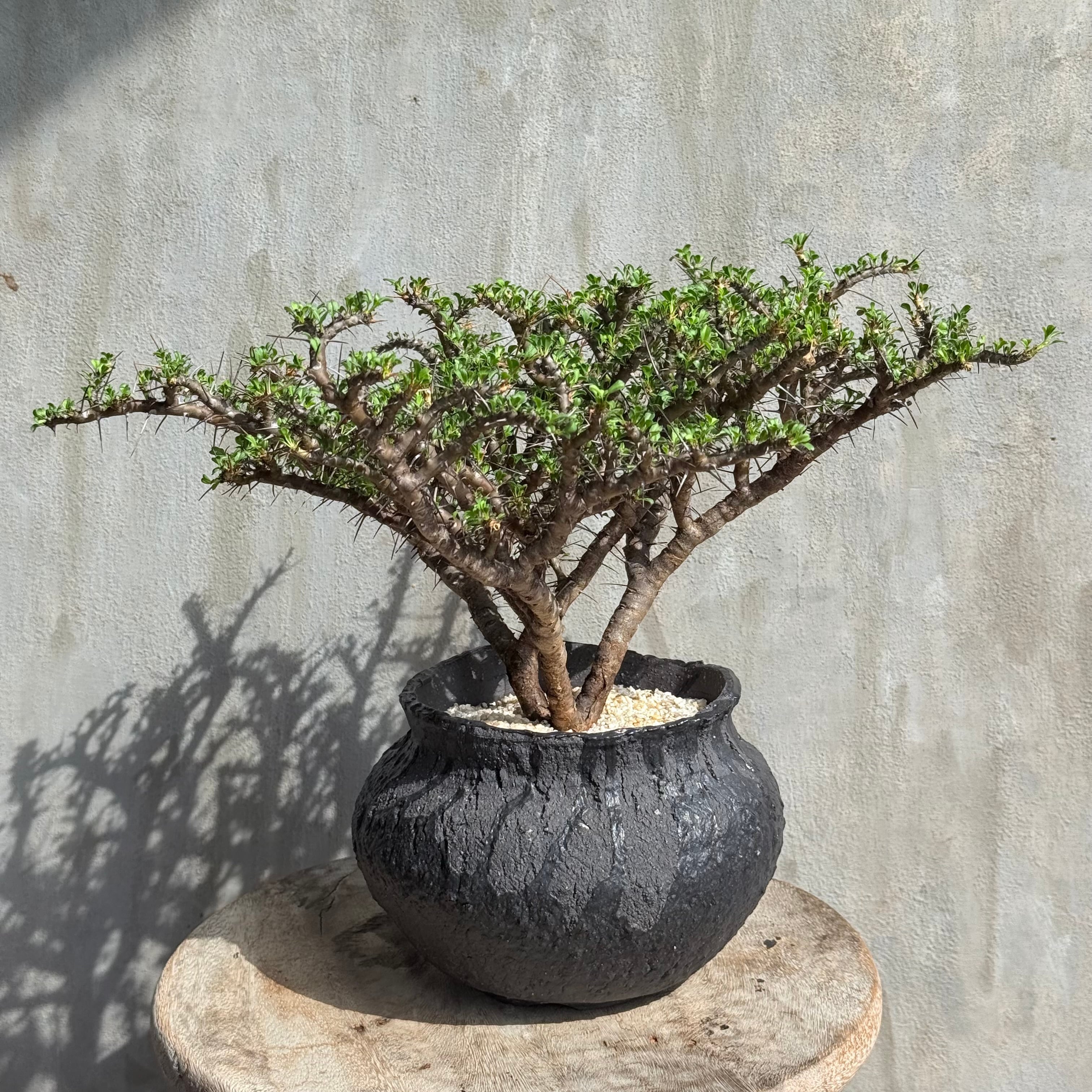 植物 | A-PLANTS
