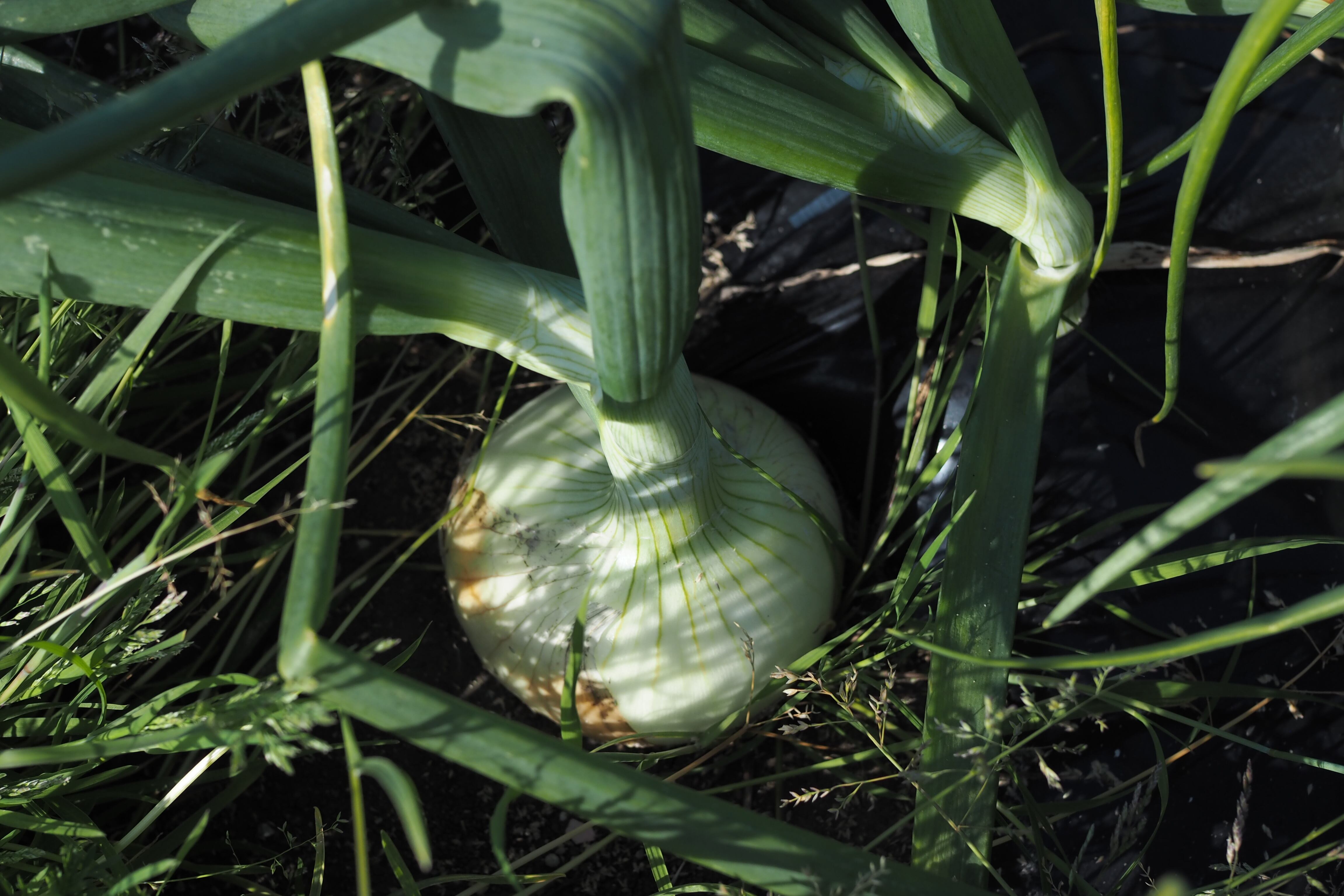 新玉ねぎ 4Kg (農薬 化学肥料不使用)(税込) | Hampi Farm - ハンピファーム 淡路島の自然放育玉ねぎとお米
