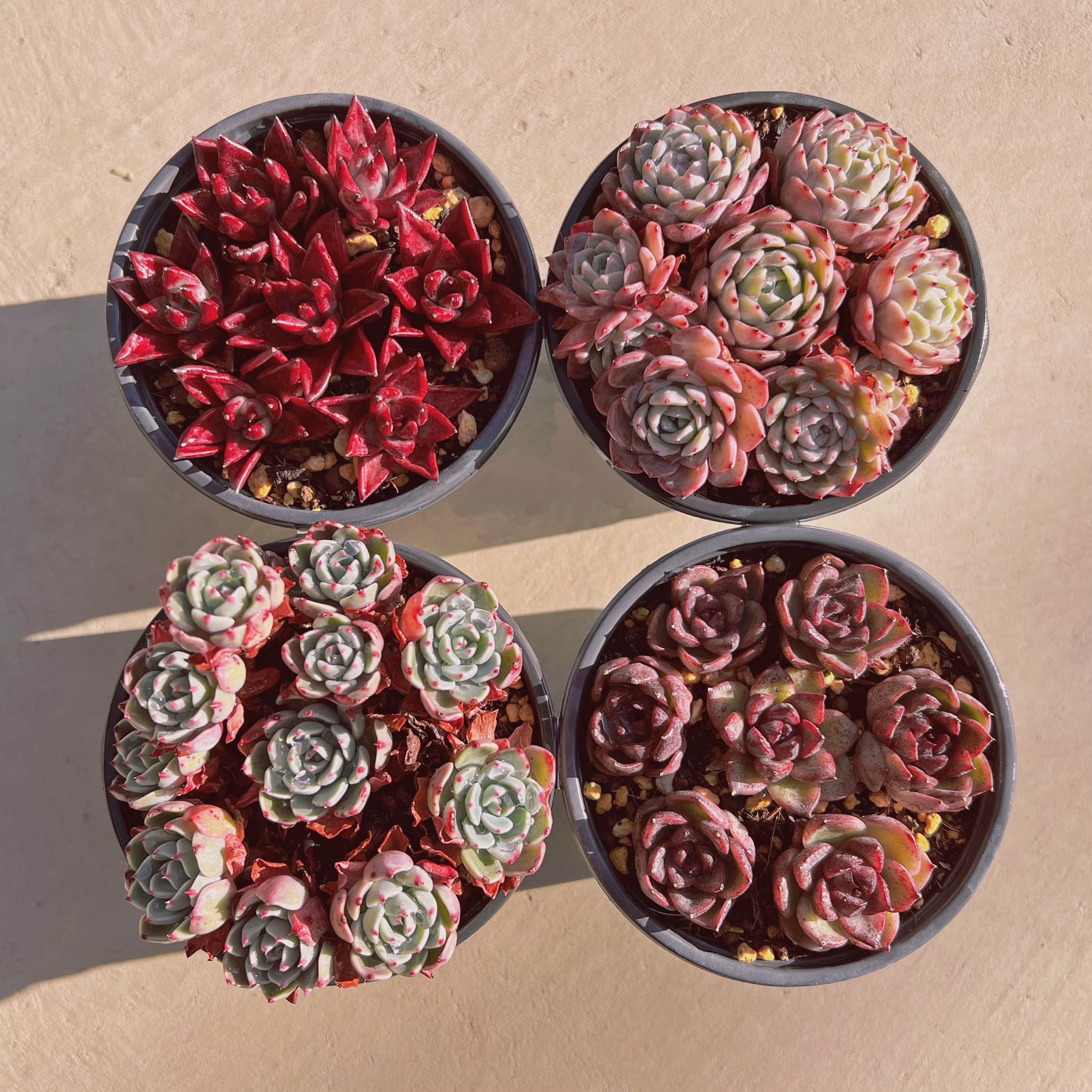 セットl(1月26日base販売会)