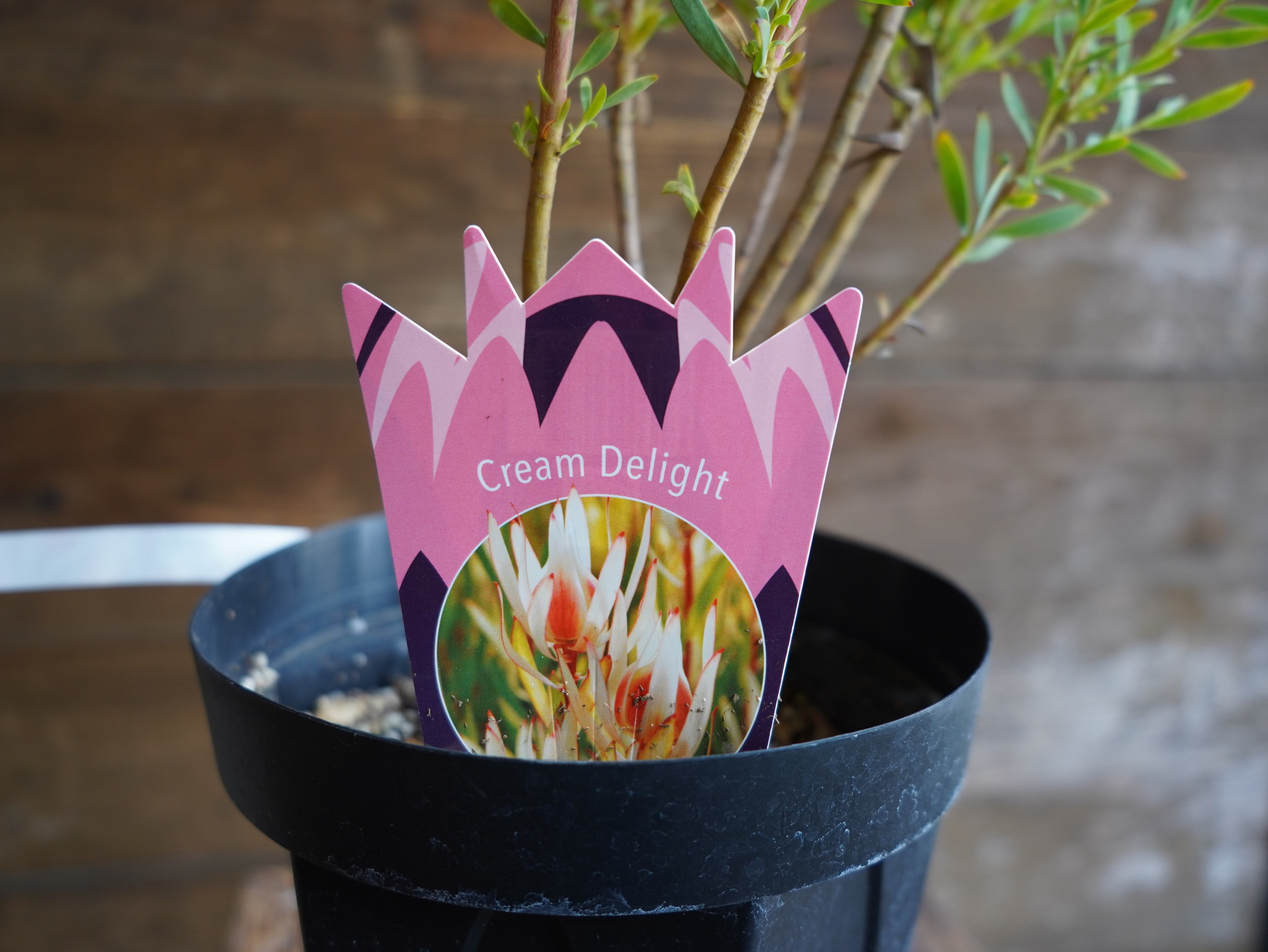 【現物】リューカデンドロン　”Cream Delight”　６号