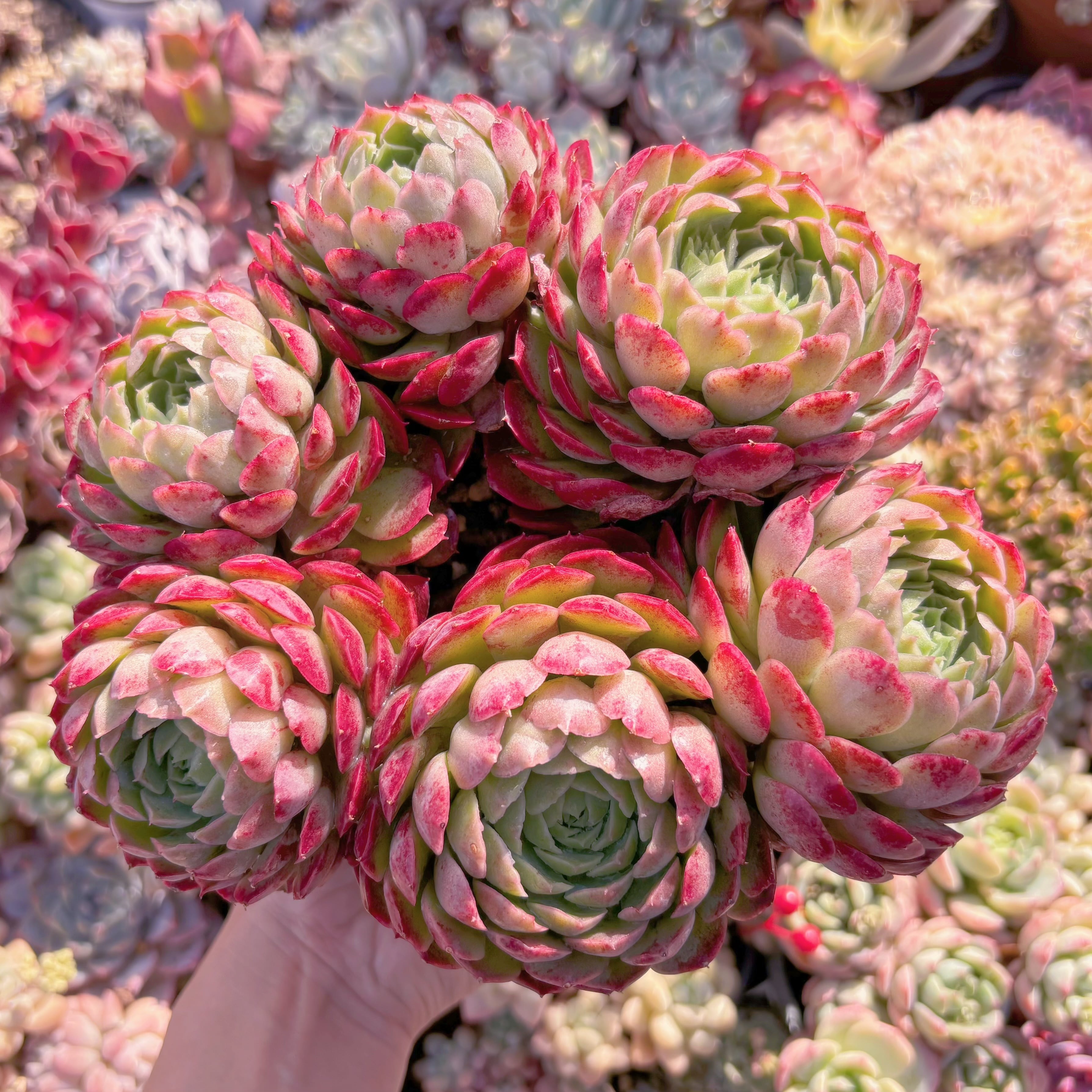 現品　朱砂痣#224　特大群生　るる農園