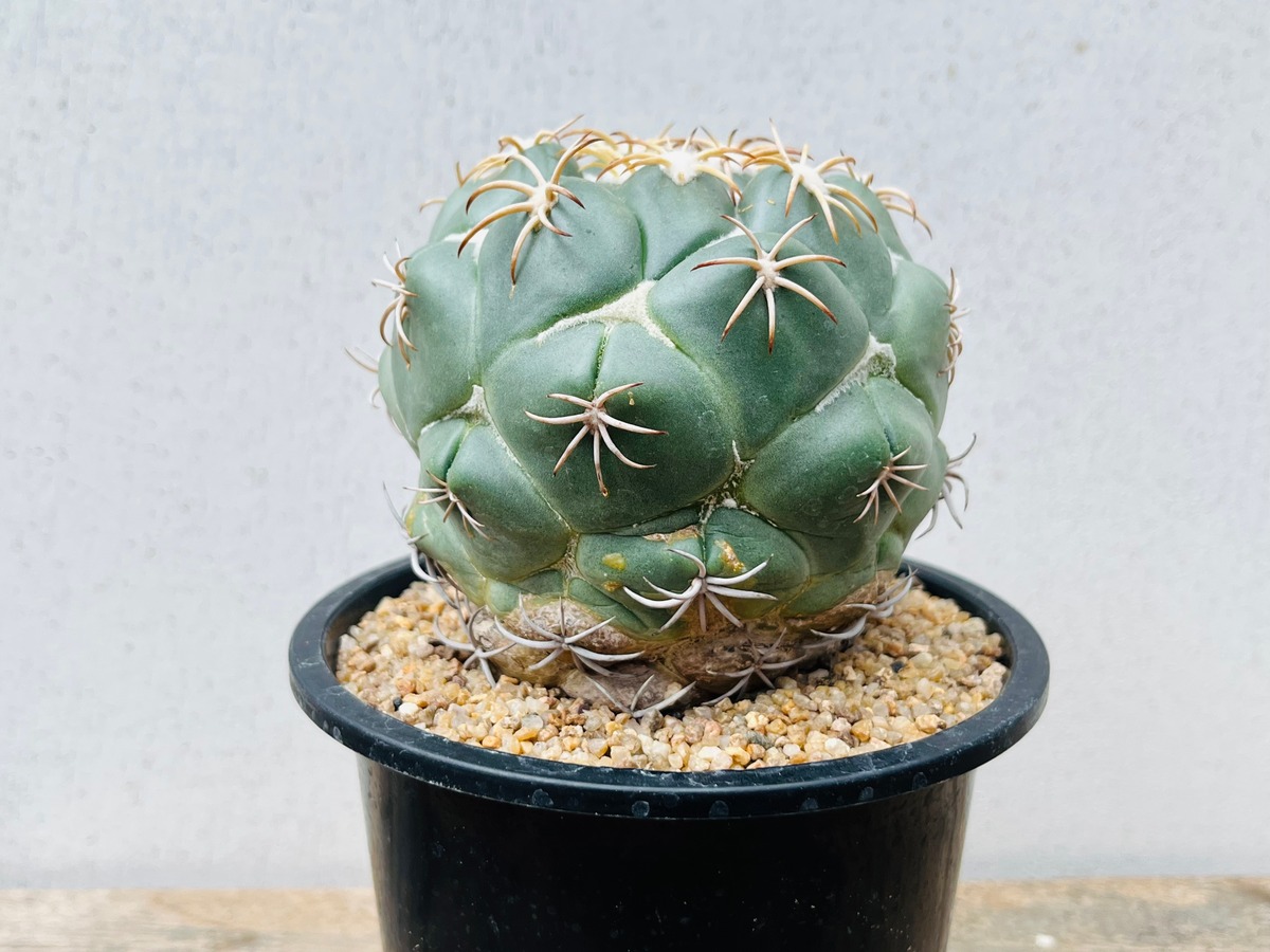 Coryphantha コリファンタ グリーンウッディ サボテン | plants MARU 