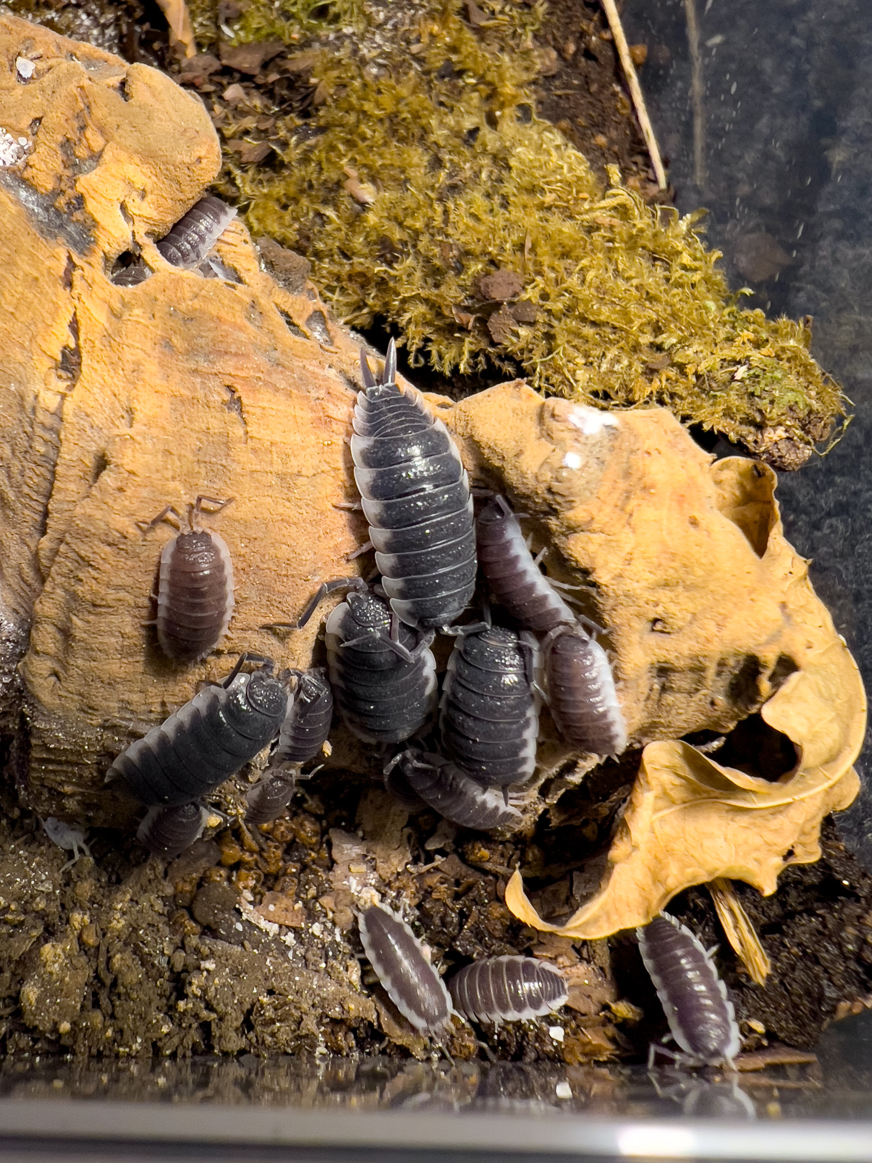 Scolopendra paradoxa | Taran Terra Japan