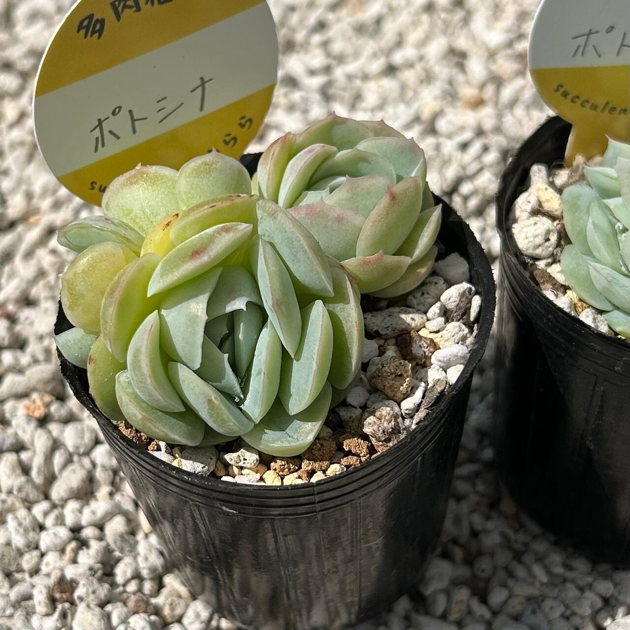 天使の雫 一寸苗 多肉植物 セダム | Succulent 花うらら 〜多肉植物